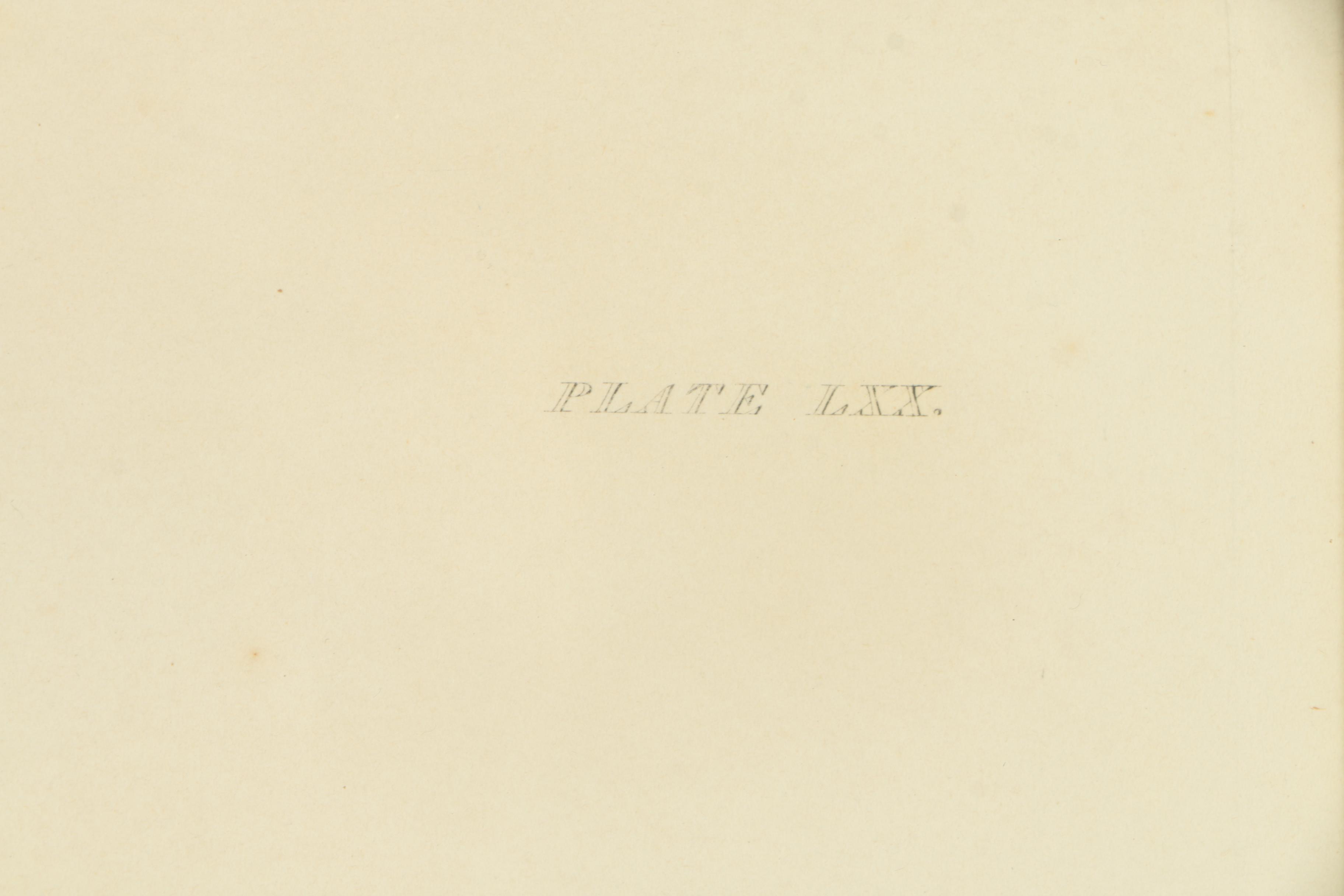 Prideaux John Selby Hand-Colored Drypoint Engraving on Paper "Eider Duck, Male"