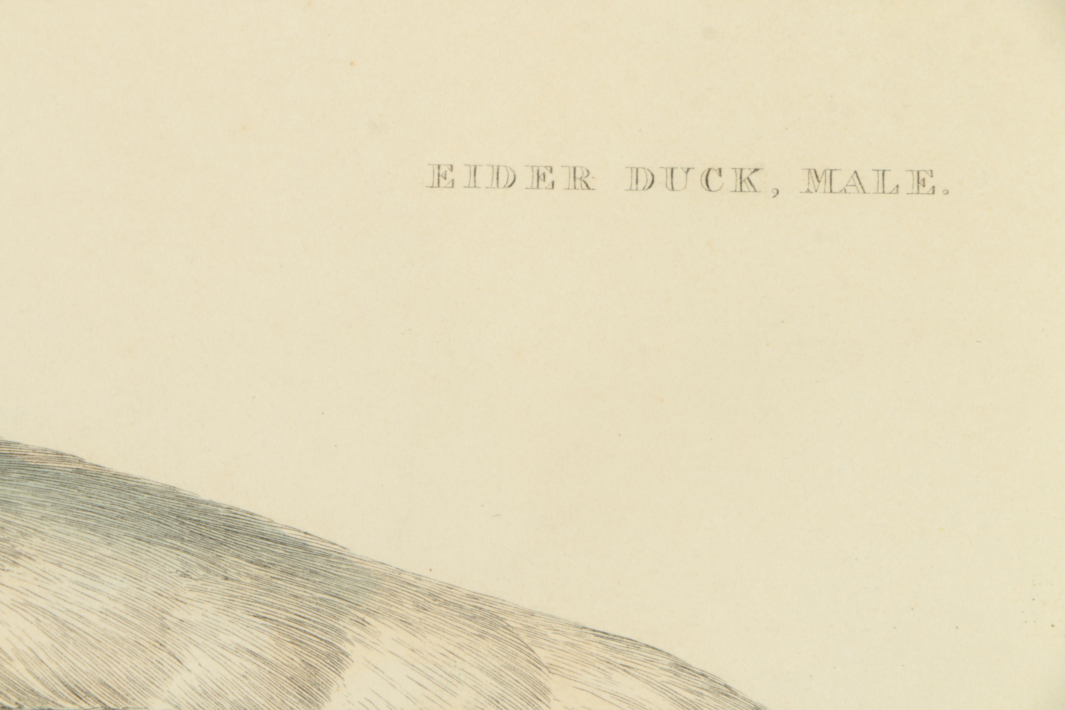 Prideaux John Selby Hand-Colored Drypoint Engraving on Paper "Eider Duck, Male"