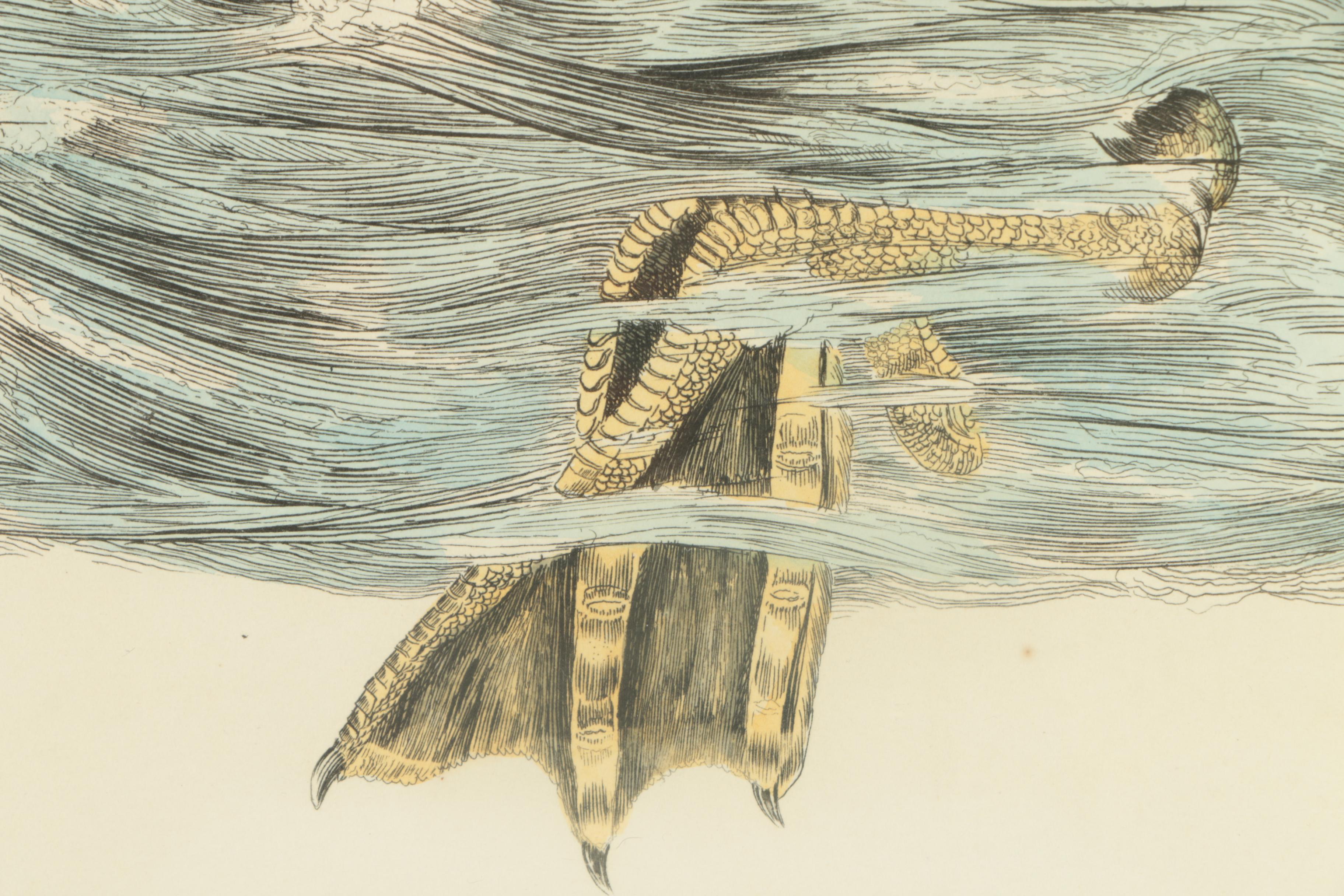 Prideaux John Selby Hand-Colored Drypoint Engraving on Paper "Eider Duck, Male"