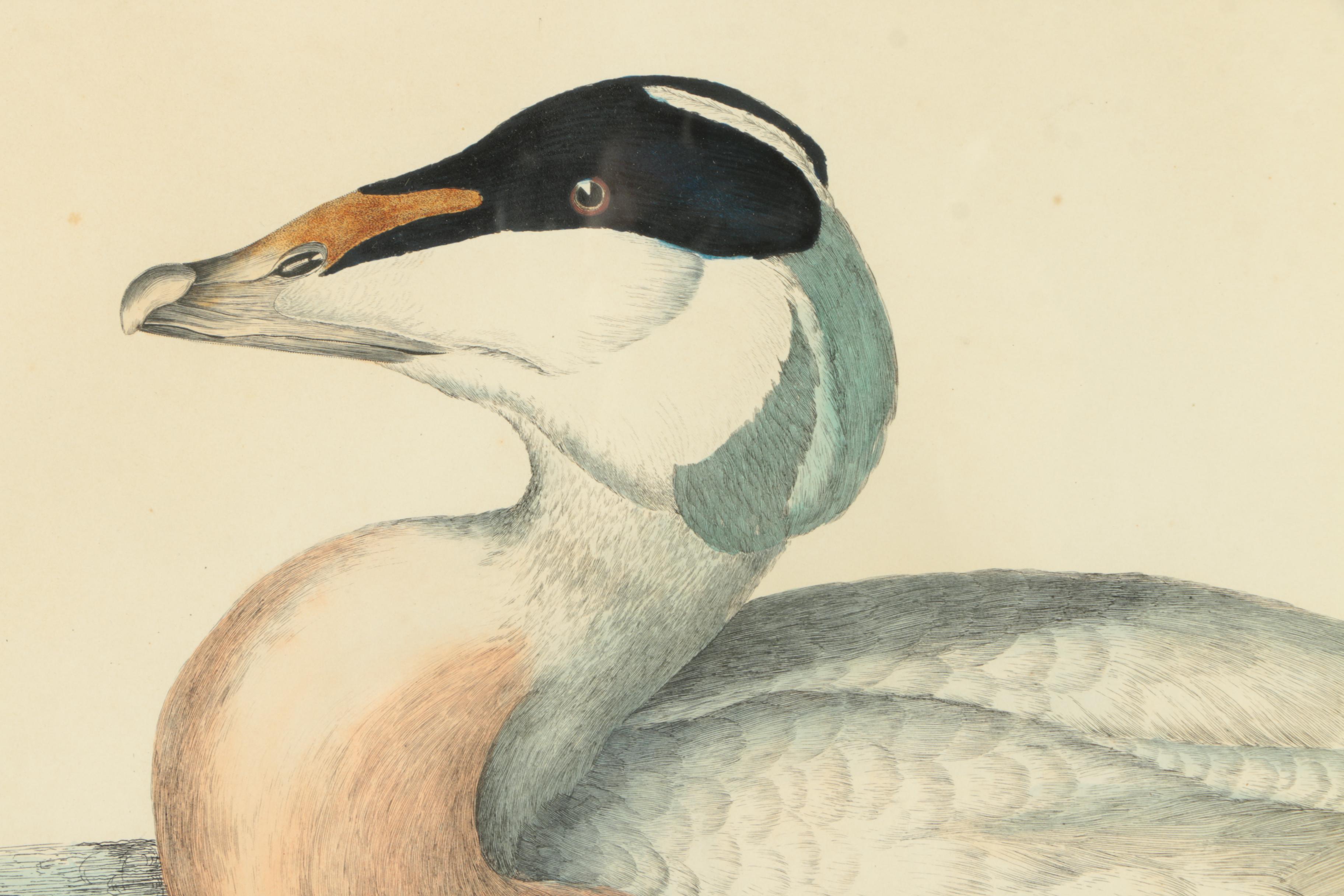 Prideaux John Selby Hand-Colored Drypoint Engraving on Paper "Eider Duck, Male"