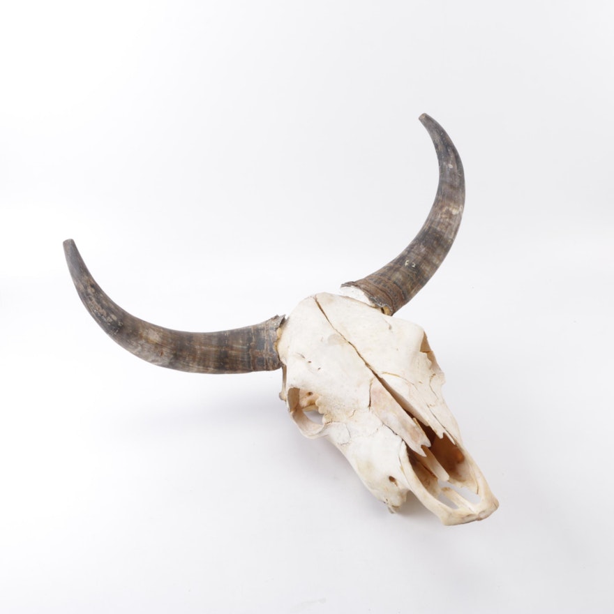 Steer Skull