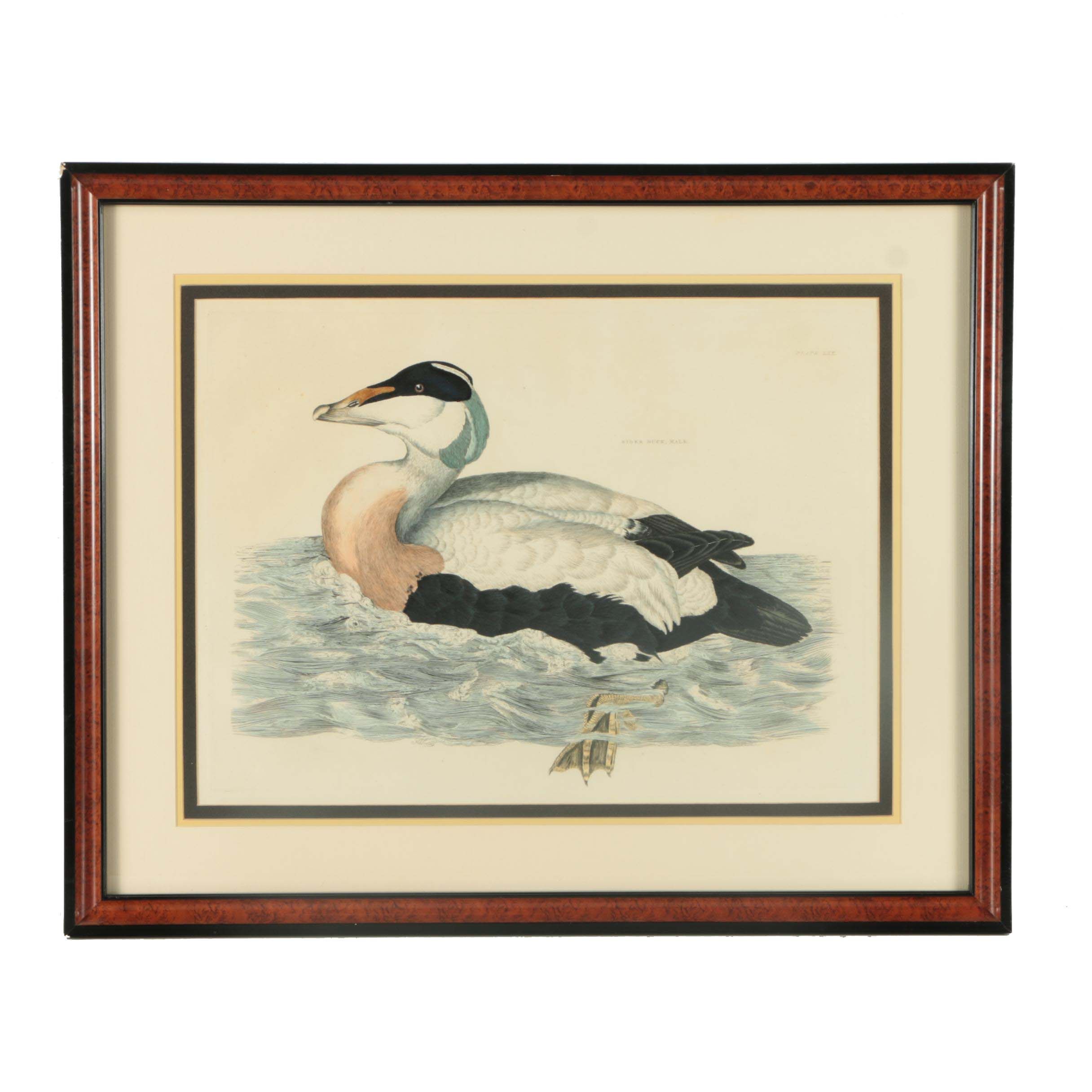Prideaux John Selby Hand-Colored Drypoint Engraving on Paper "Eider Duck, Male"