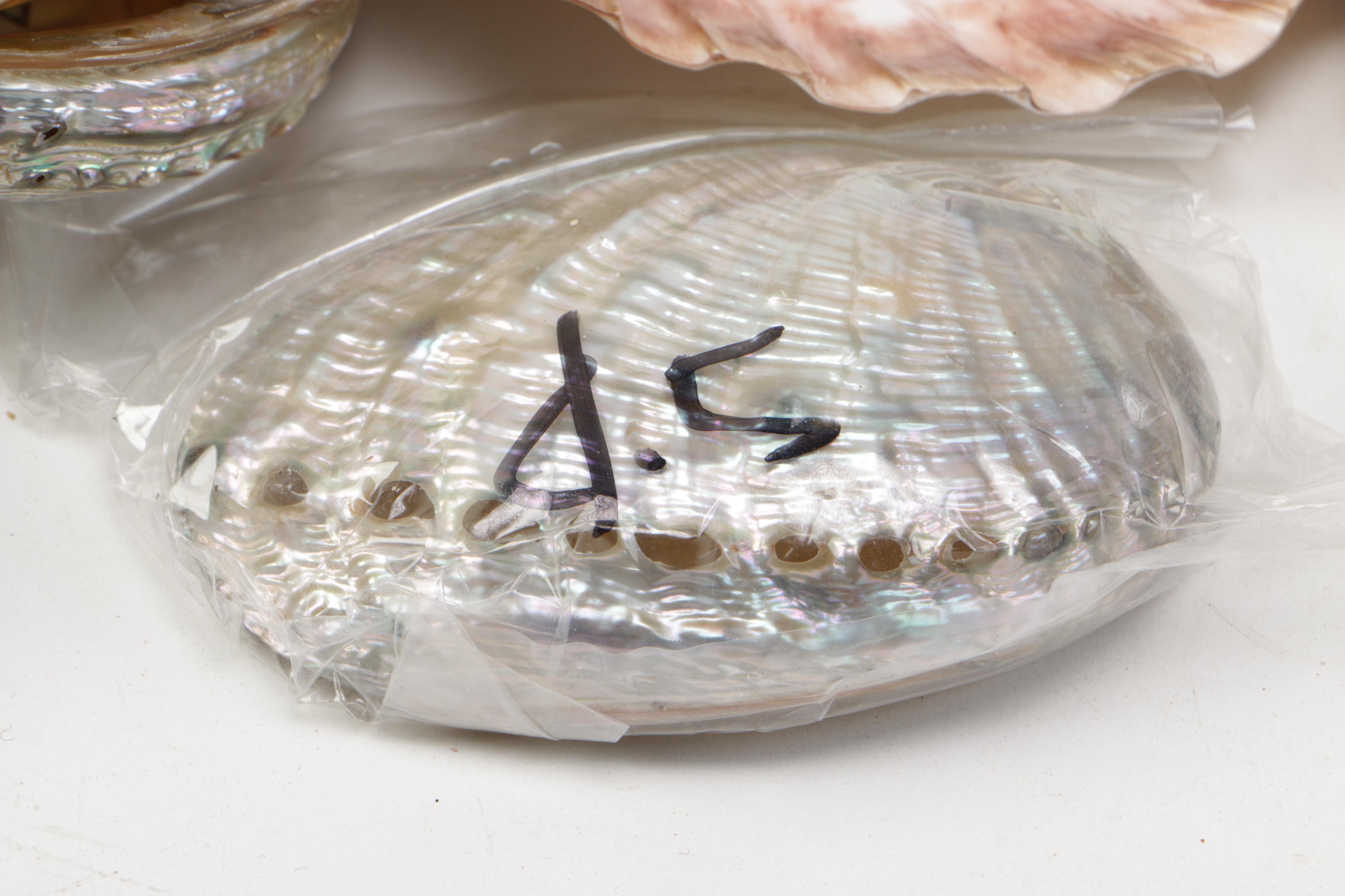 Recent Bivalve Mollusk Fossil Specimens