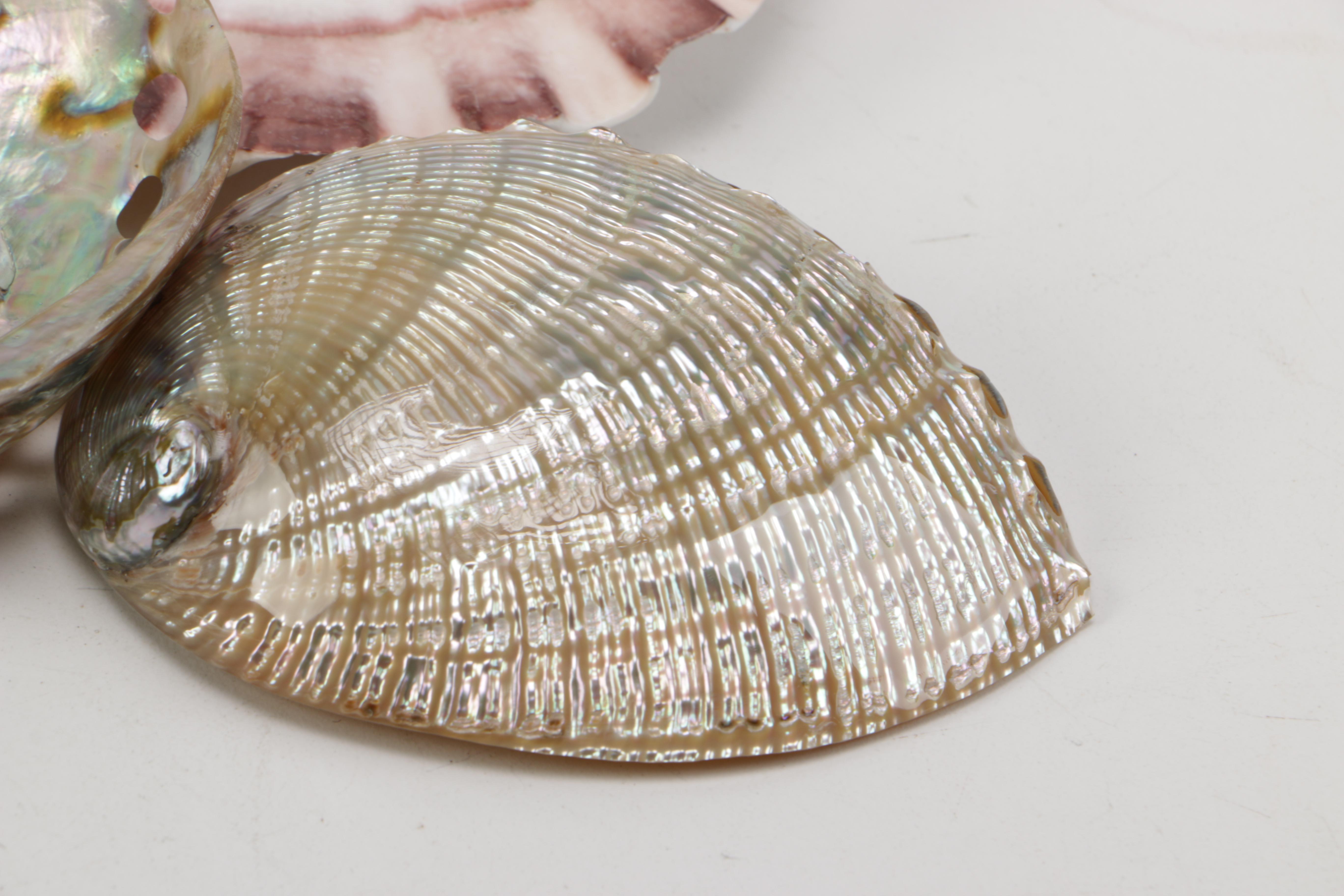 Recent Bivalve Mollusk Fossil Specimens