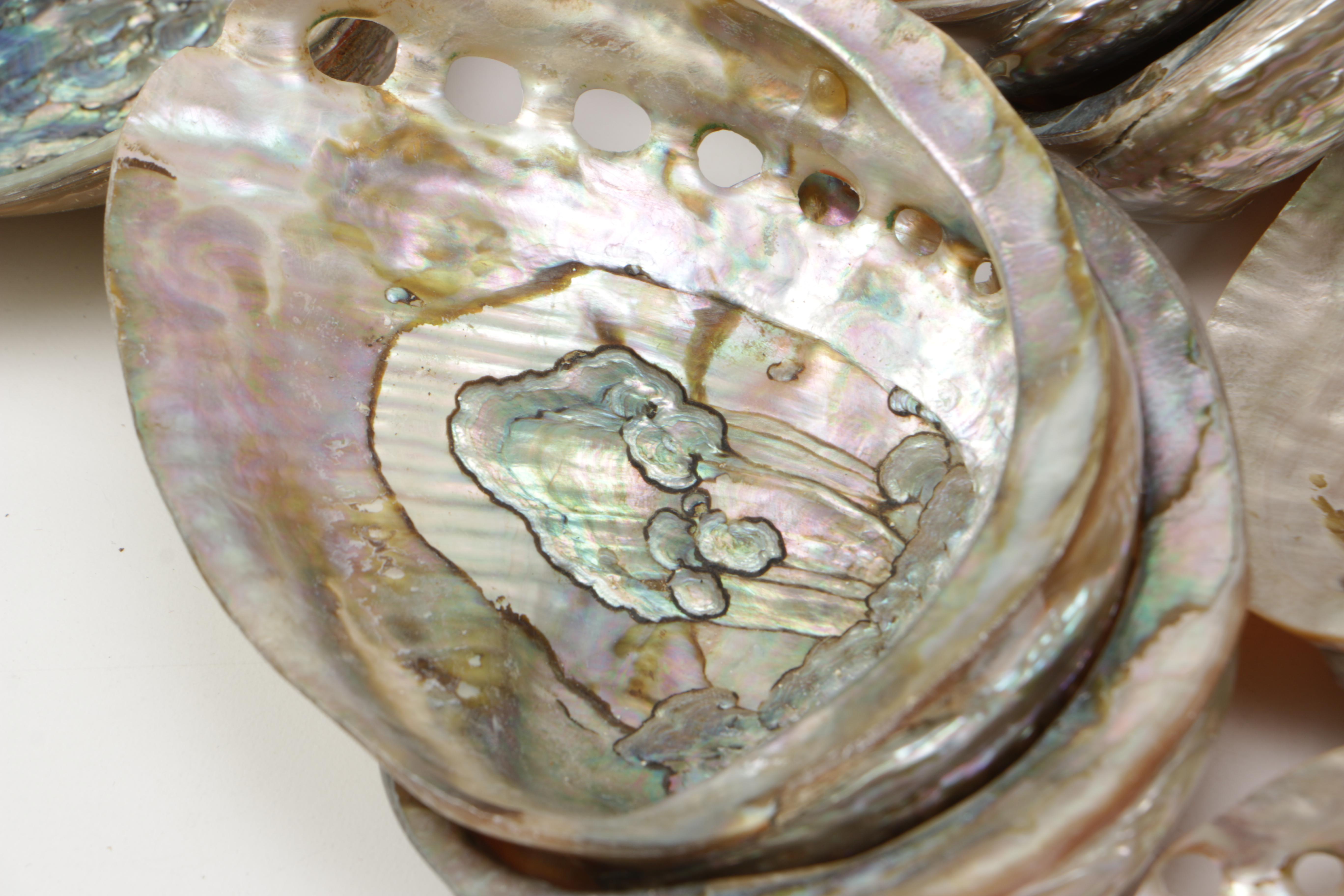 Recent Bivalve Mollusk Fossil Specimens