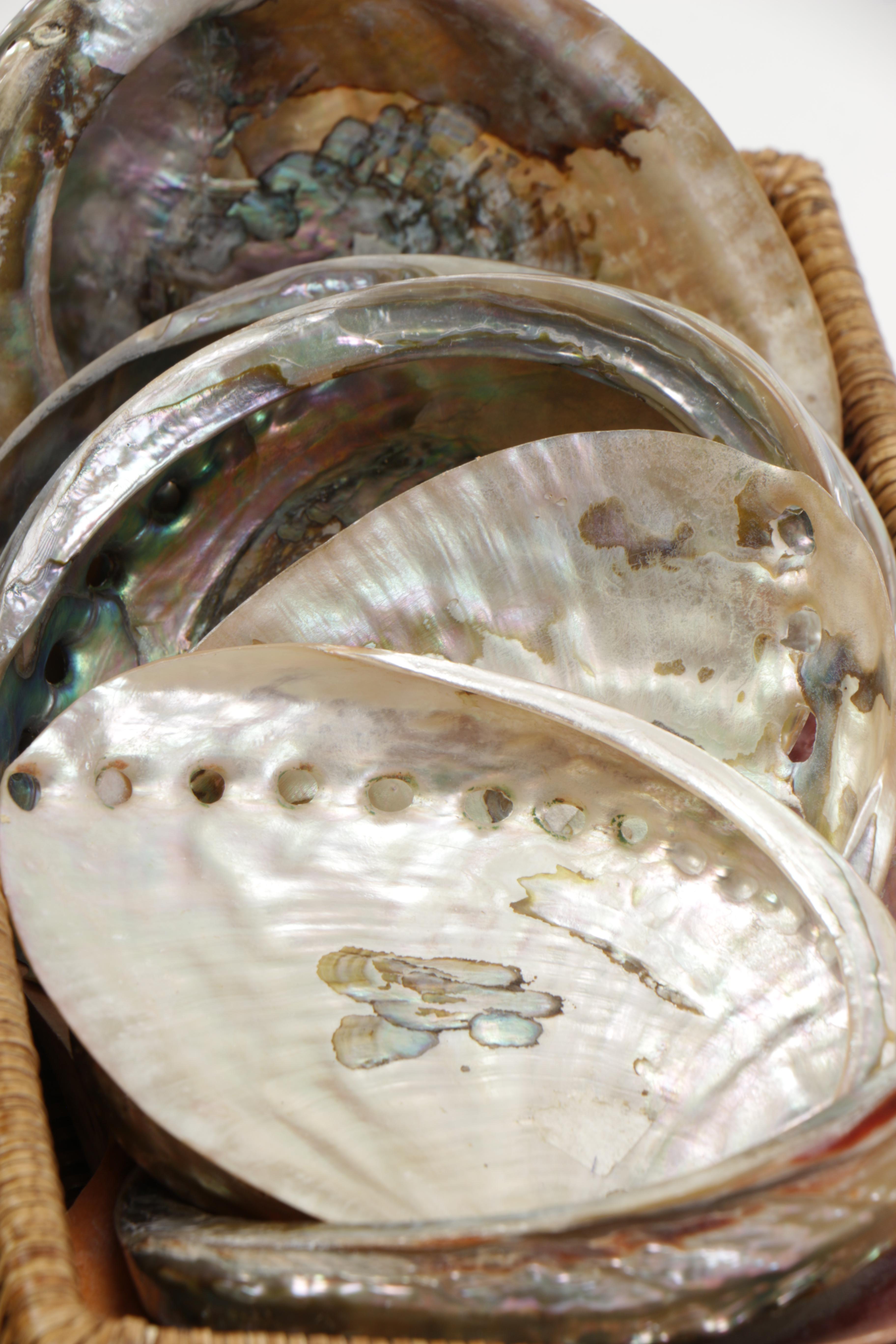 Recent Bivalve Mollusk Fossil Specimens