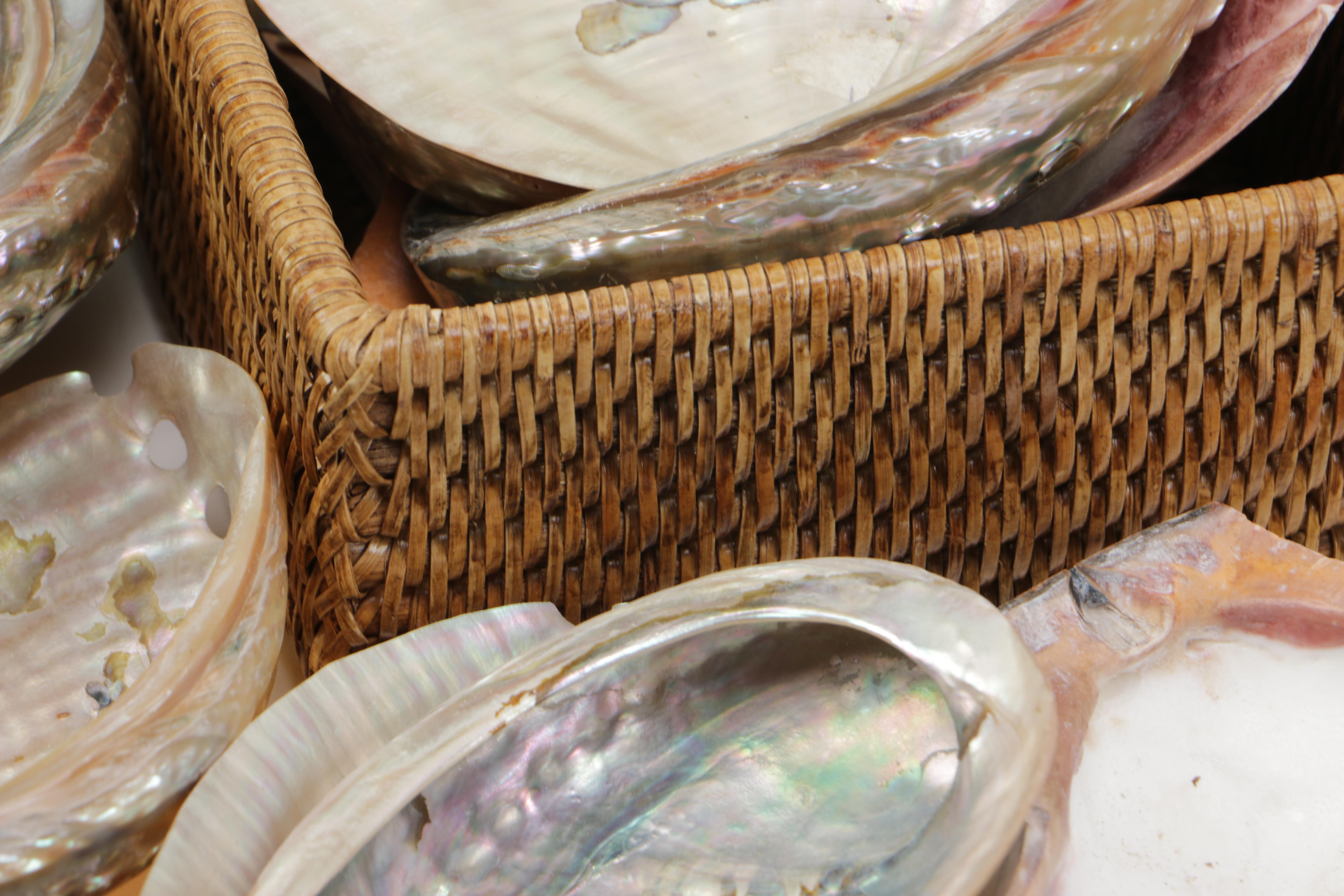 Recent Bivalve Mollusk Fossil Specimens