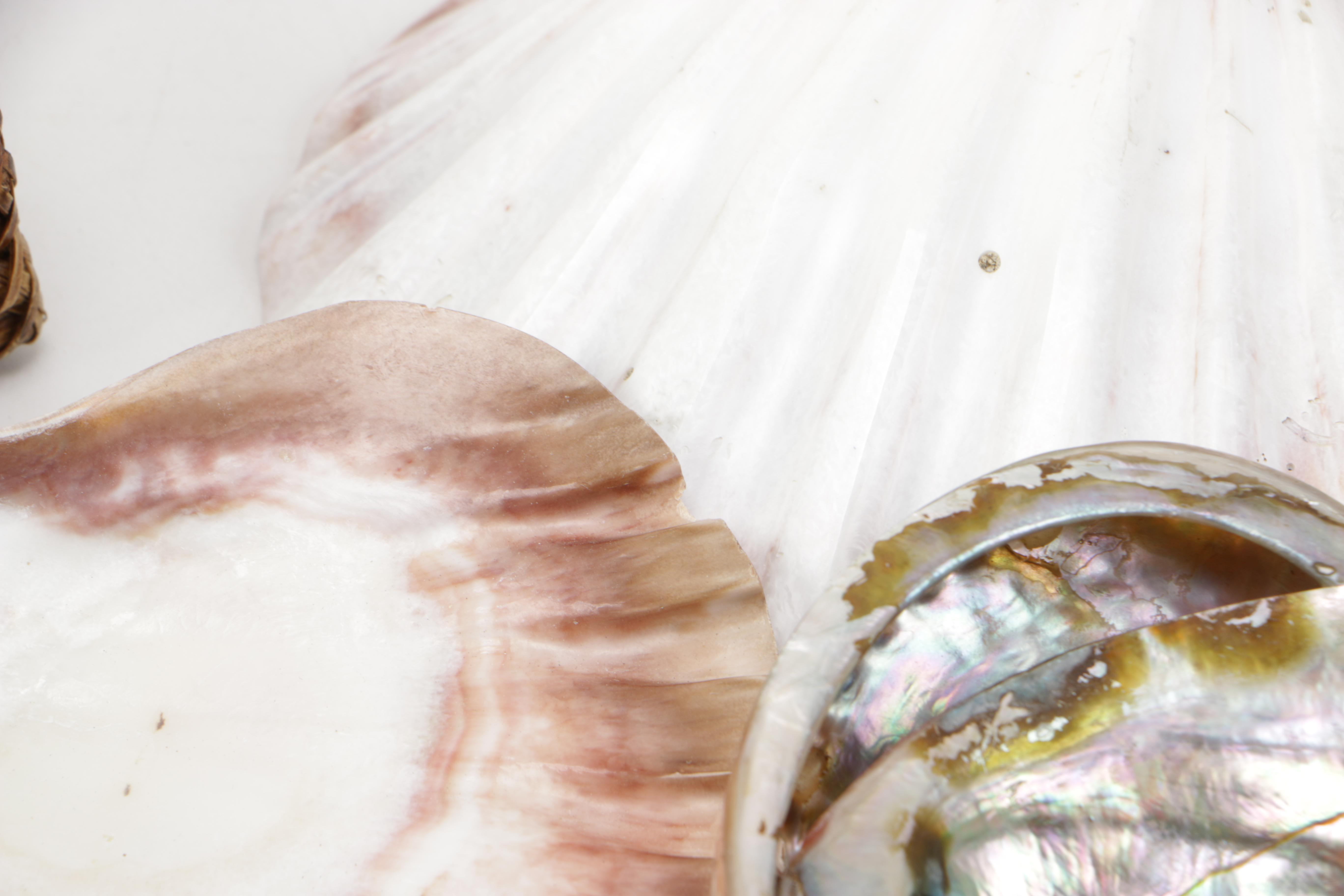 Recent Bivalve Mollusk Fossil Specimens