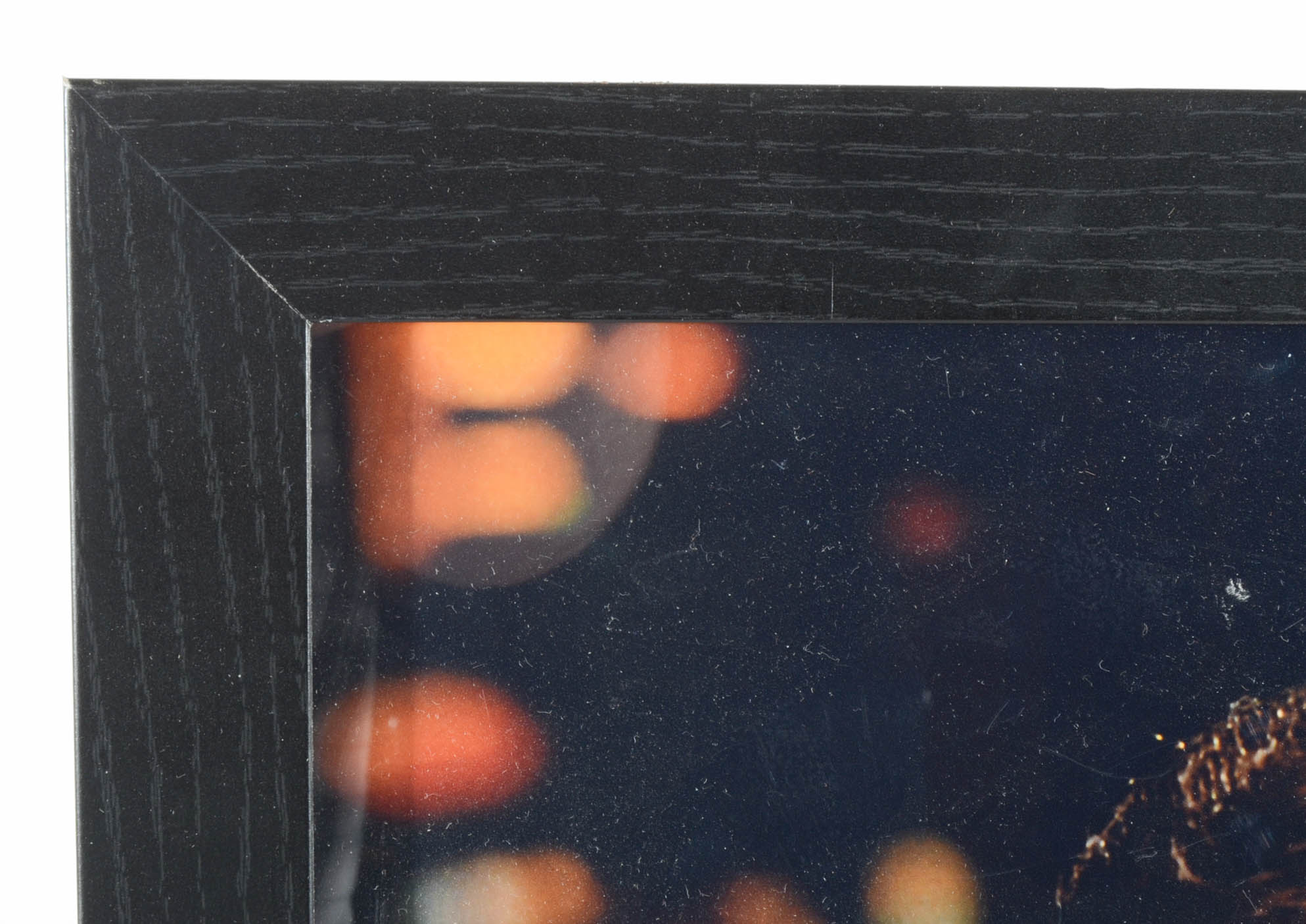 William Shatner Signed "Star Trek" Photo  COA