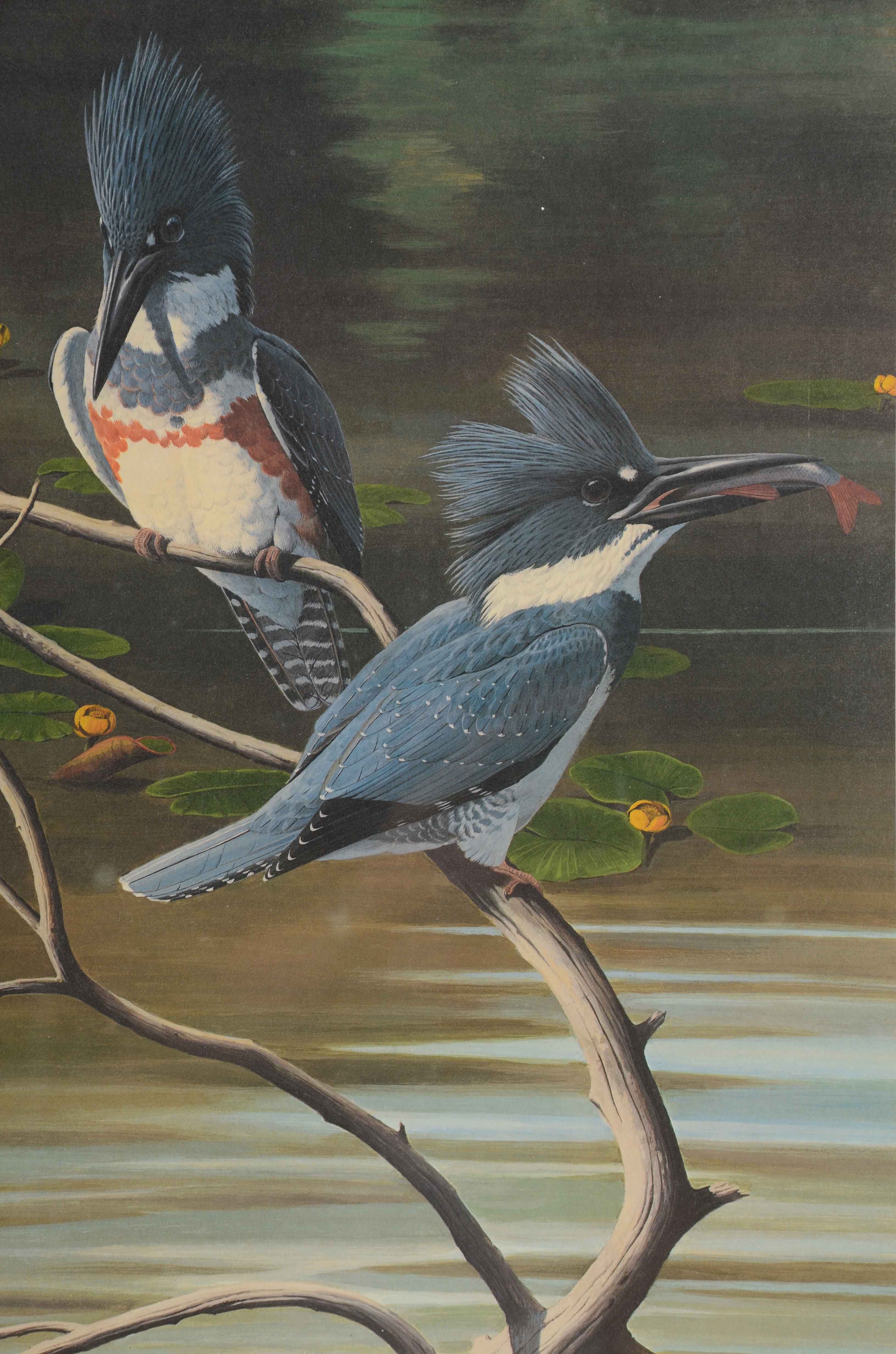 Arthur Singer Offset Lithograph after "Belted Kingfisher"