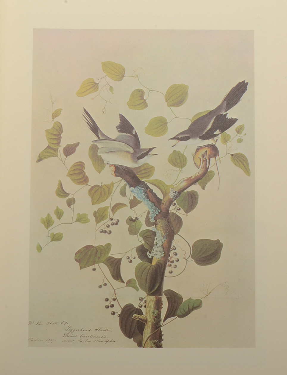 Two-Volume "Original Watercolor Paintings of John James Audubon"