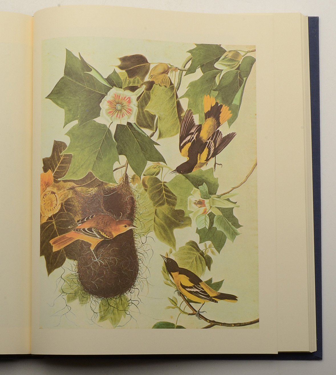Two-Volume "Original Watercolor Paintings of John James Audubon"