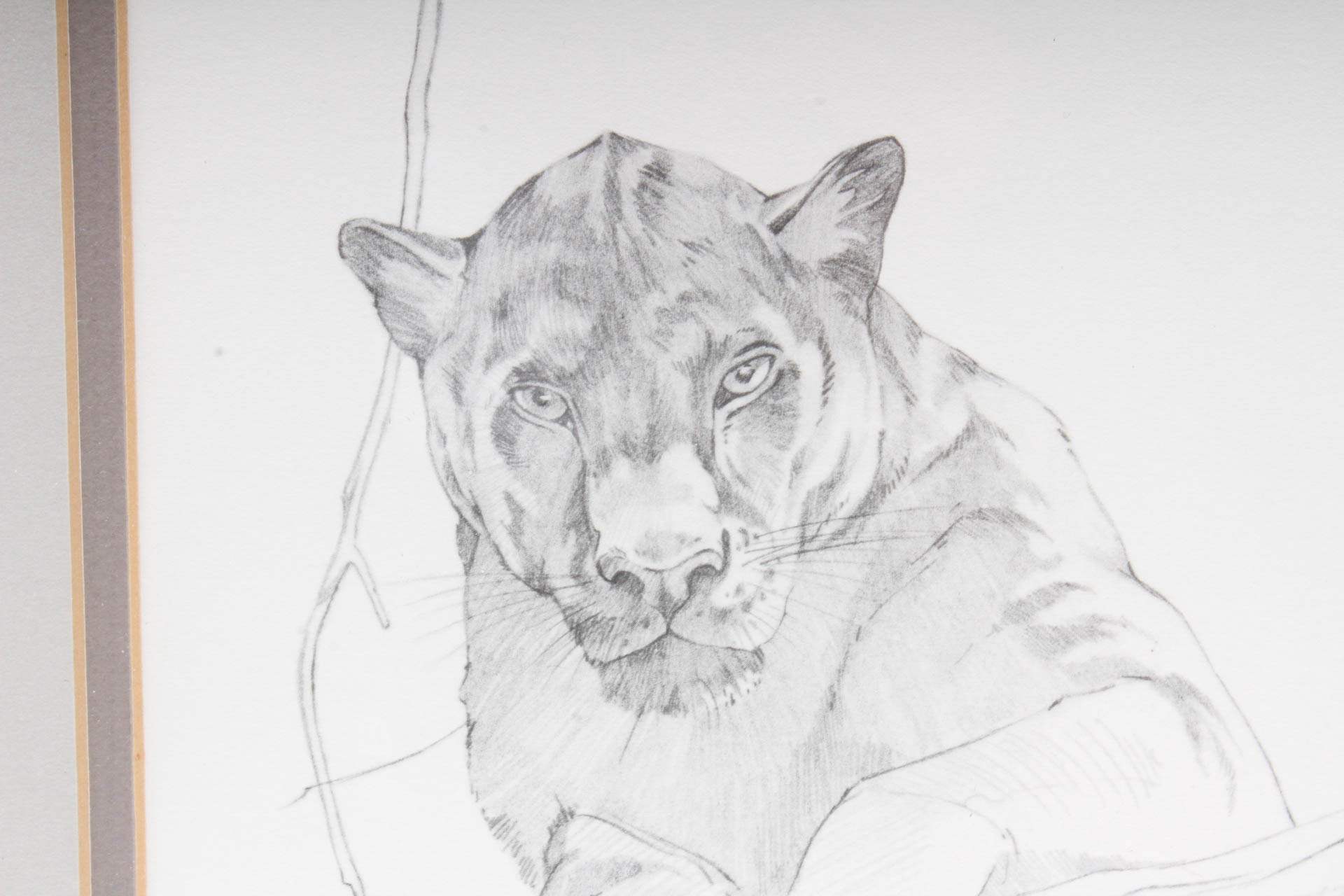 Signed Pencil Drawing of Panther