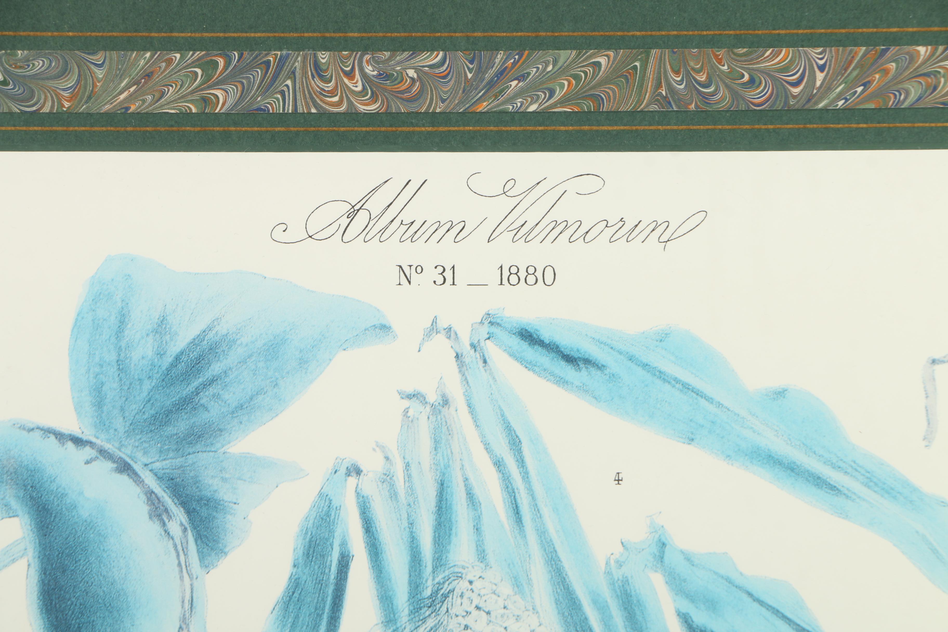 Vintage Offset Lithograph from the "Album Vilmorin: Les Plantes Potagères"