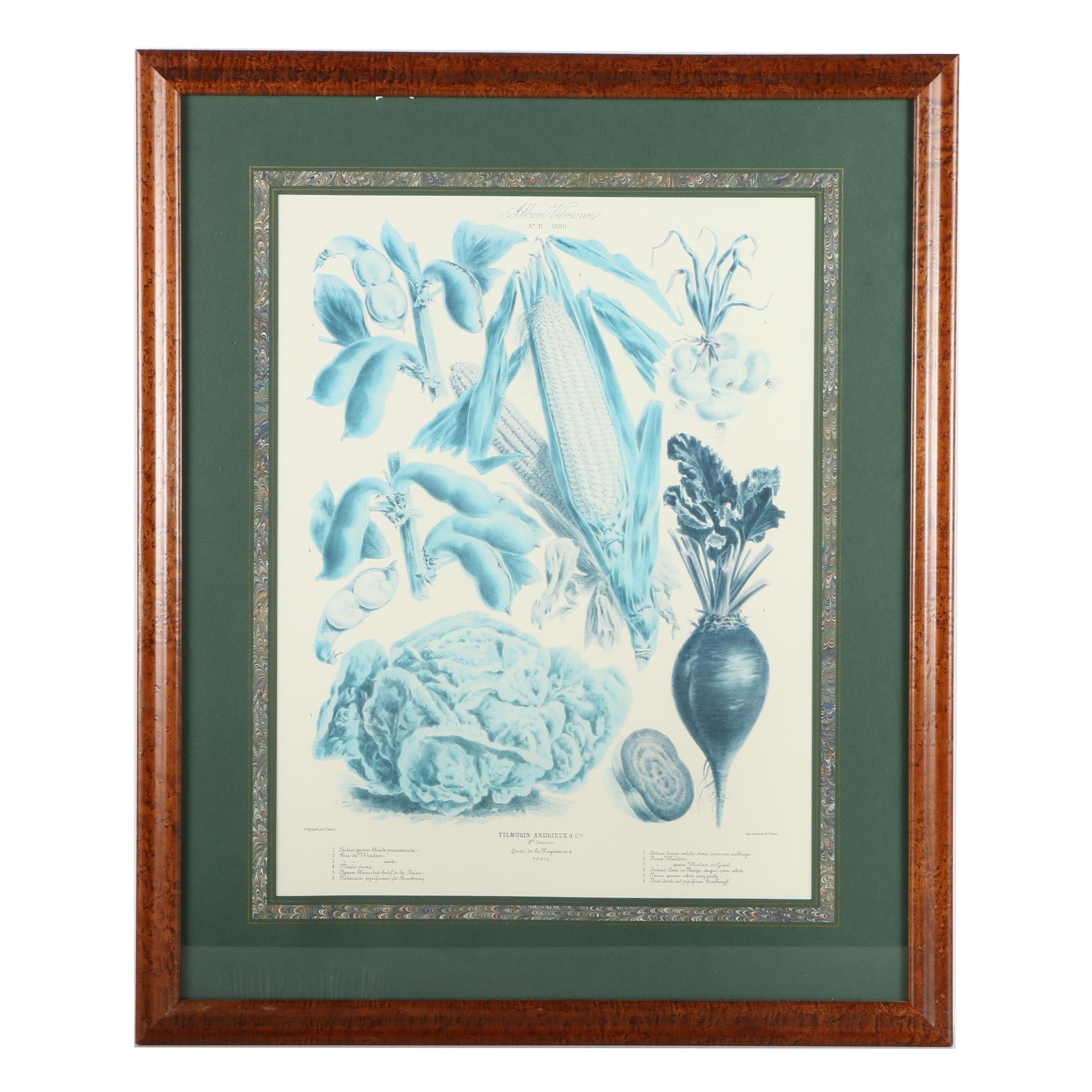 Vintage Offset Lithograph from the "Album Vilmorin: Les Plantes Potagères"