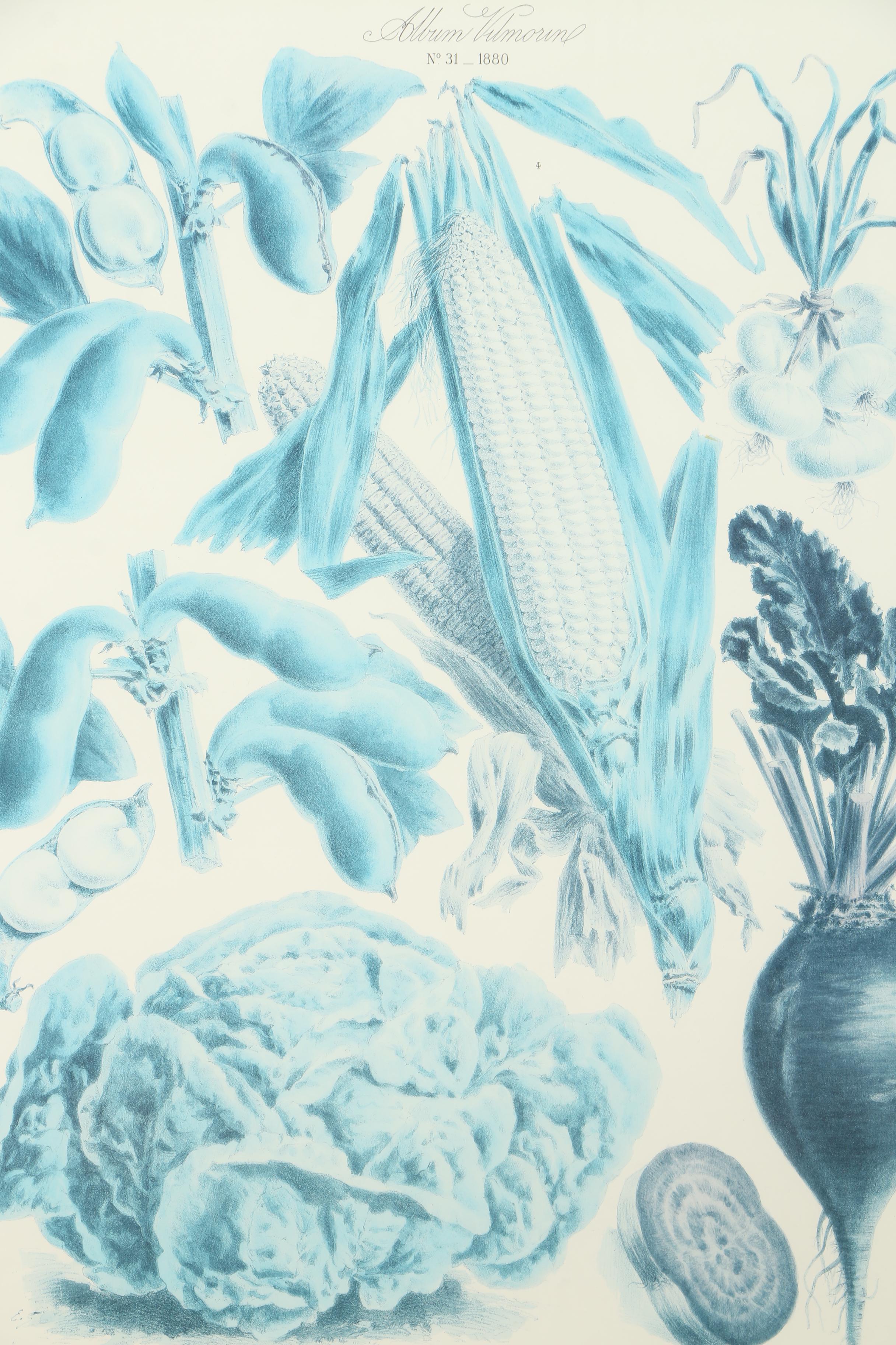 Vintage Offset Lithograph from the "Album Vilmorin: Les Plantes Potagères"