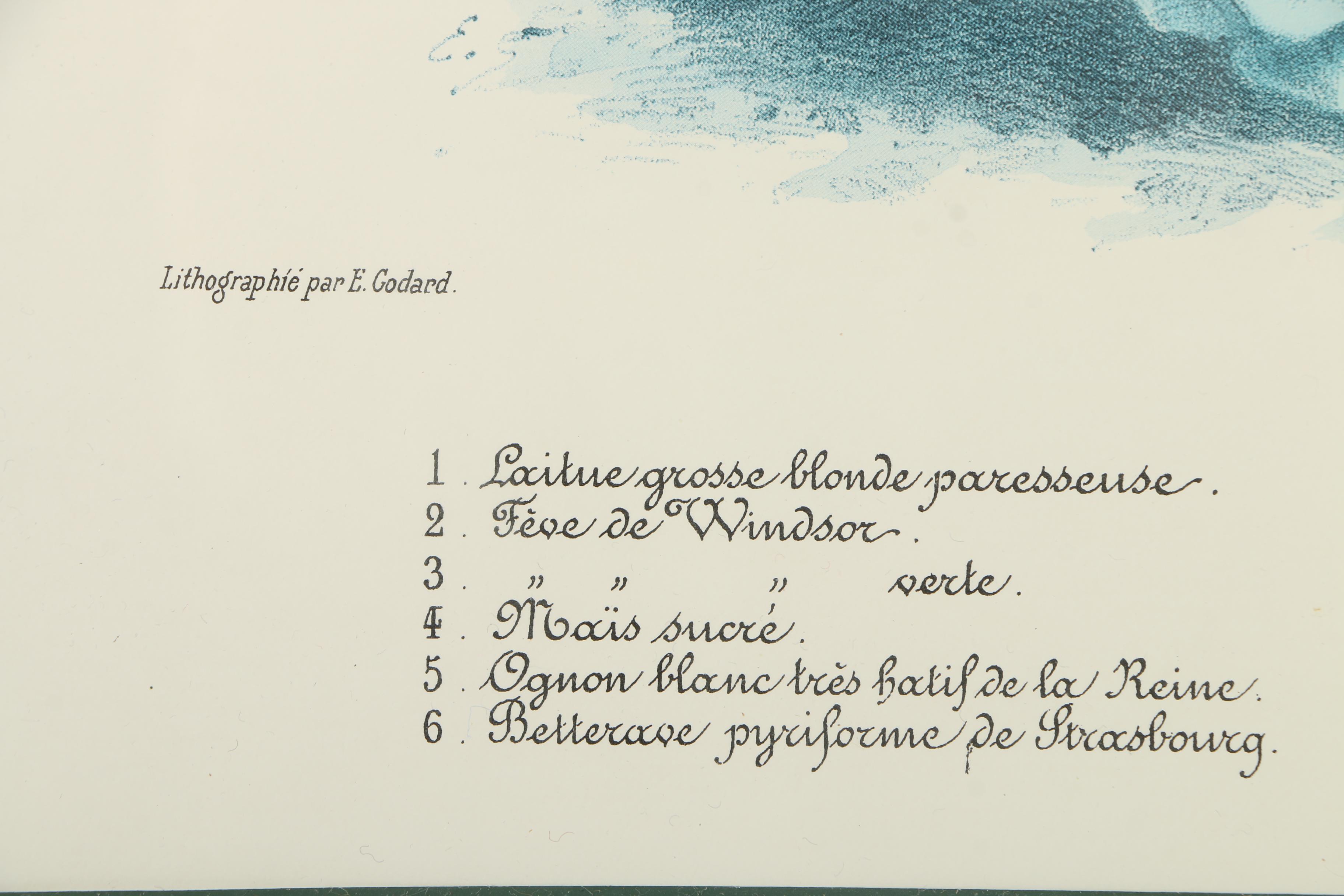 Vintage Offset Lithograph from the "Album Vilmorin: Les Plantes Potagères"