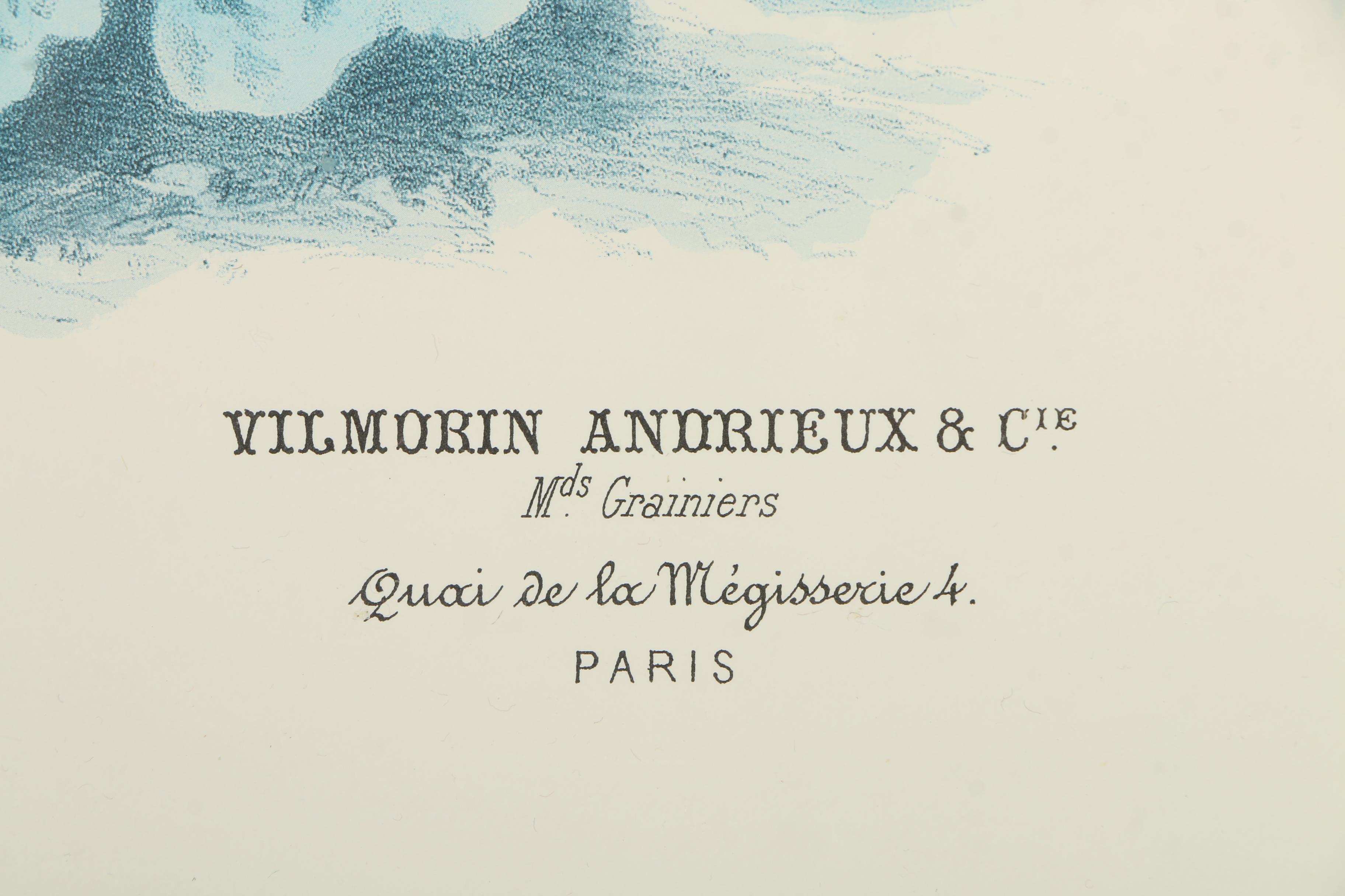 Vintage Offset Lithograph from the "Album Vilmorin: Les Plantes Potagères"