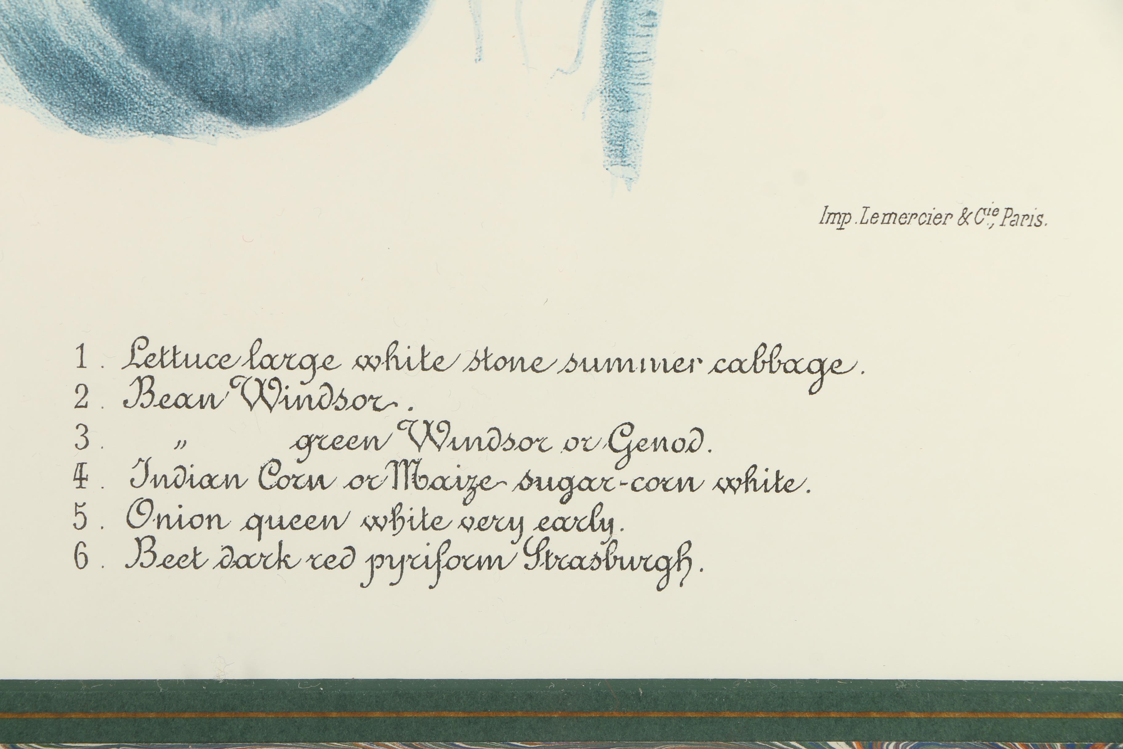 Vintage Offset Lithograph from the "Album Vilmorin: Les Plantes Potagères"