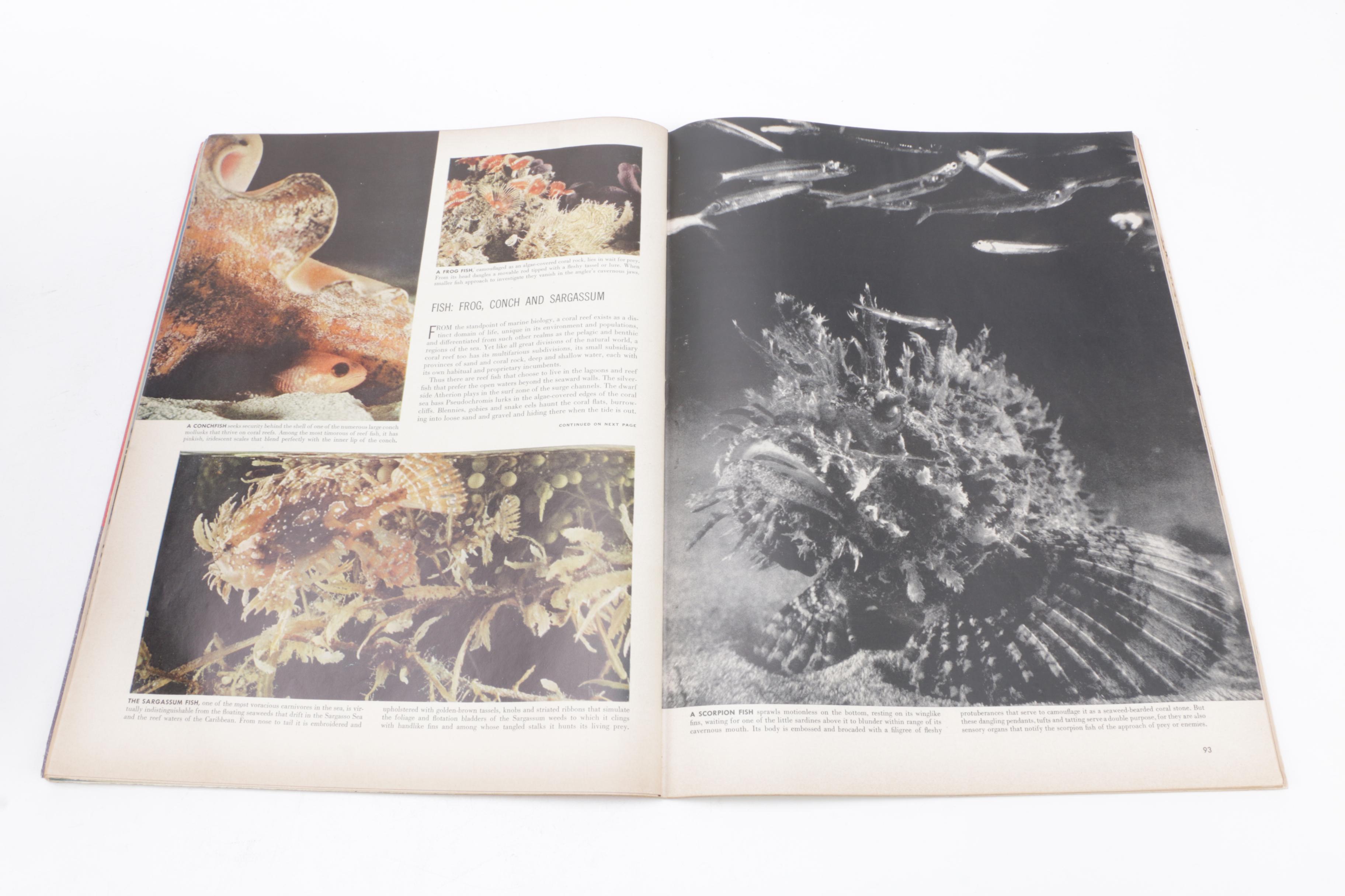 1950s "Life" Magazines