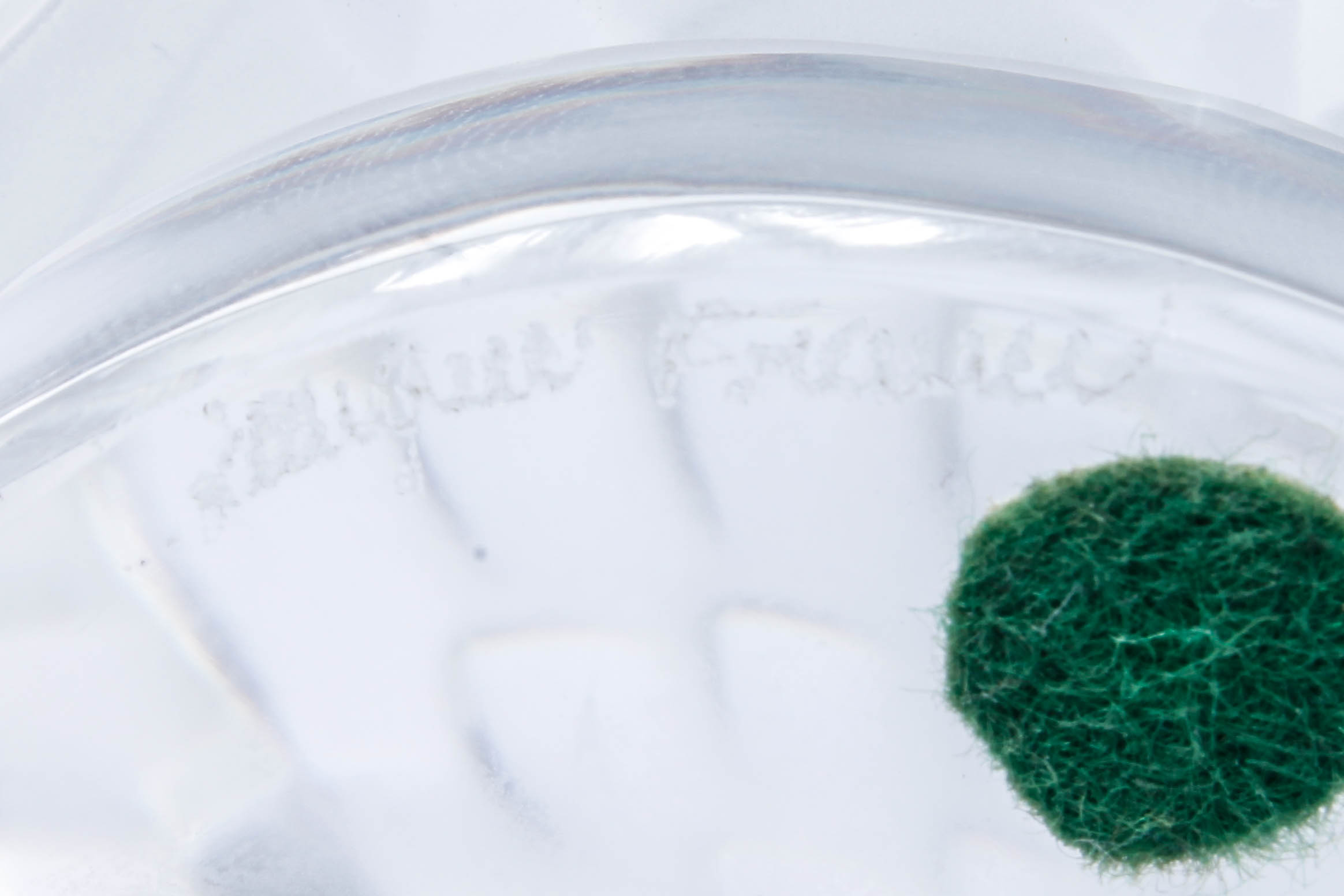 Lalique "Tete d'Aigle" Car Mascot