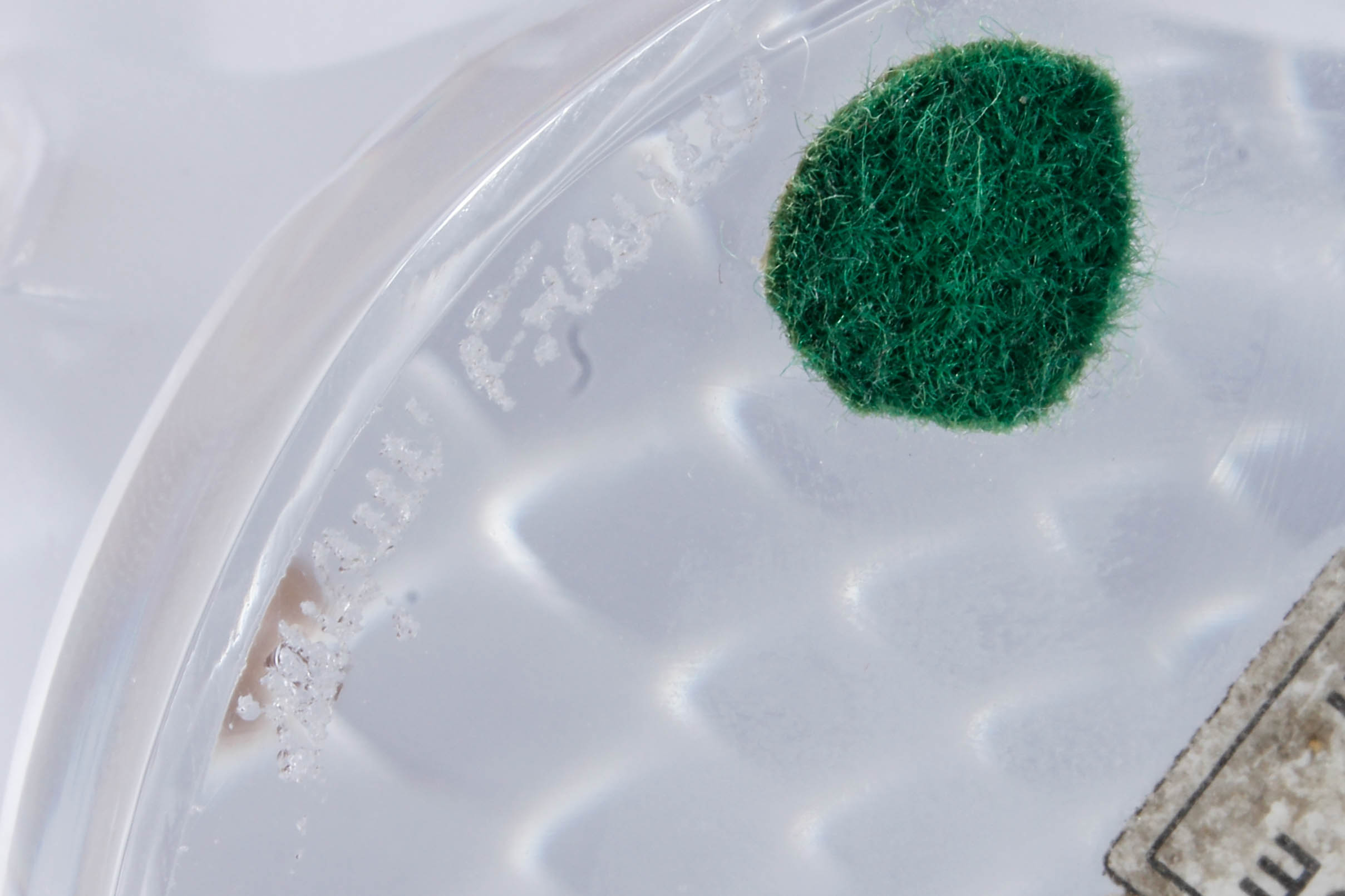 Lalique "Tete d'Aigle" Car Mascot