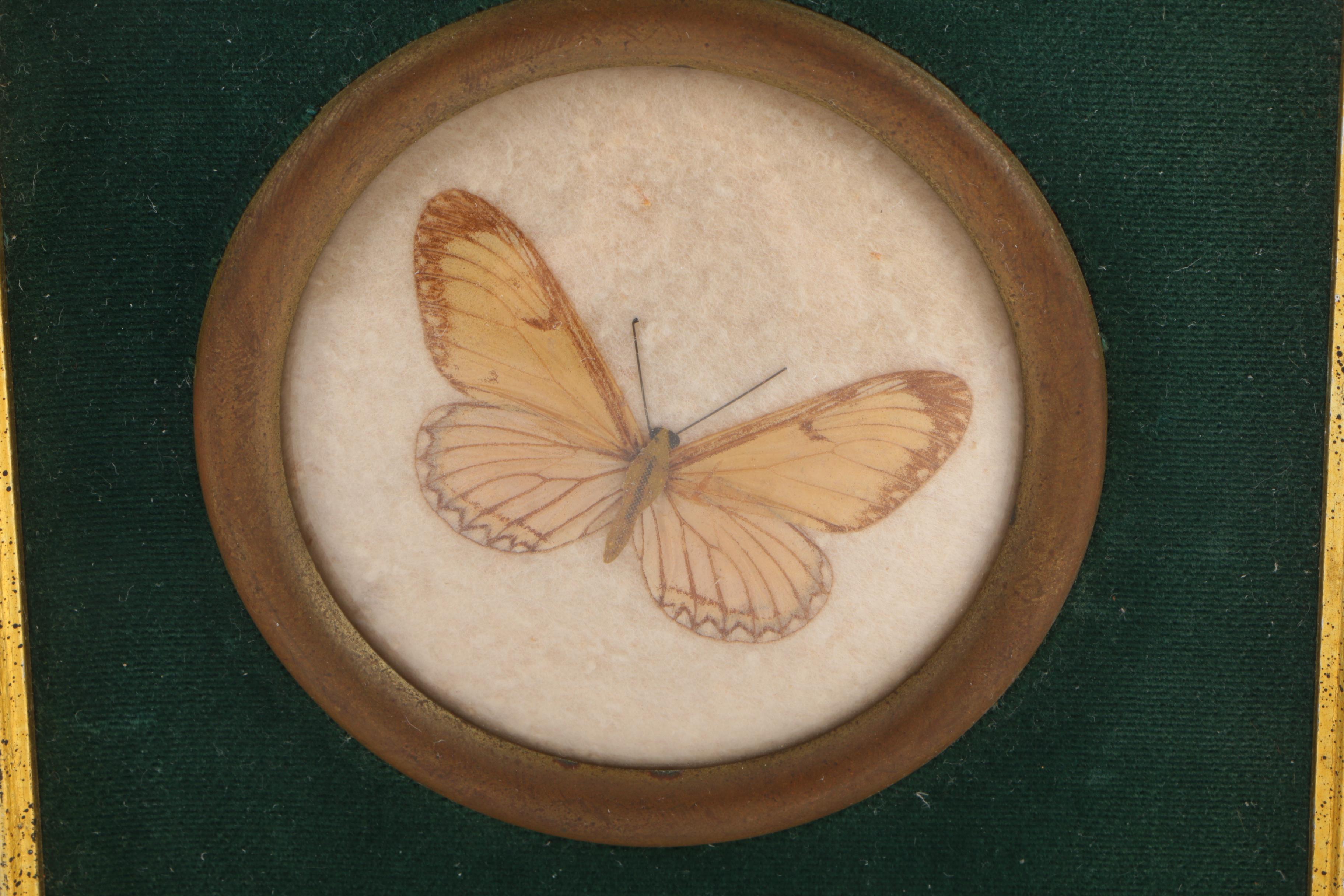 Vintage Framed Lepidoptera Specimens