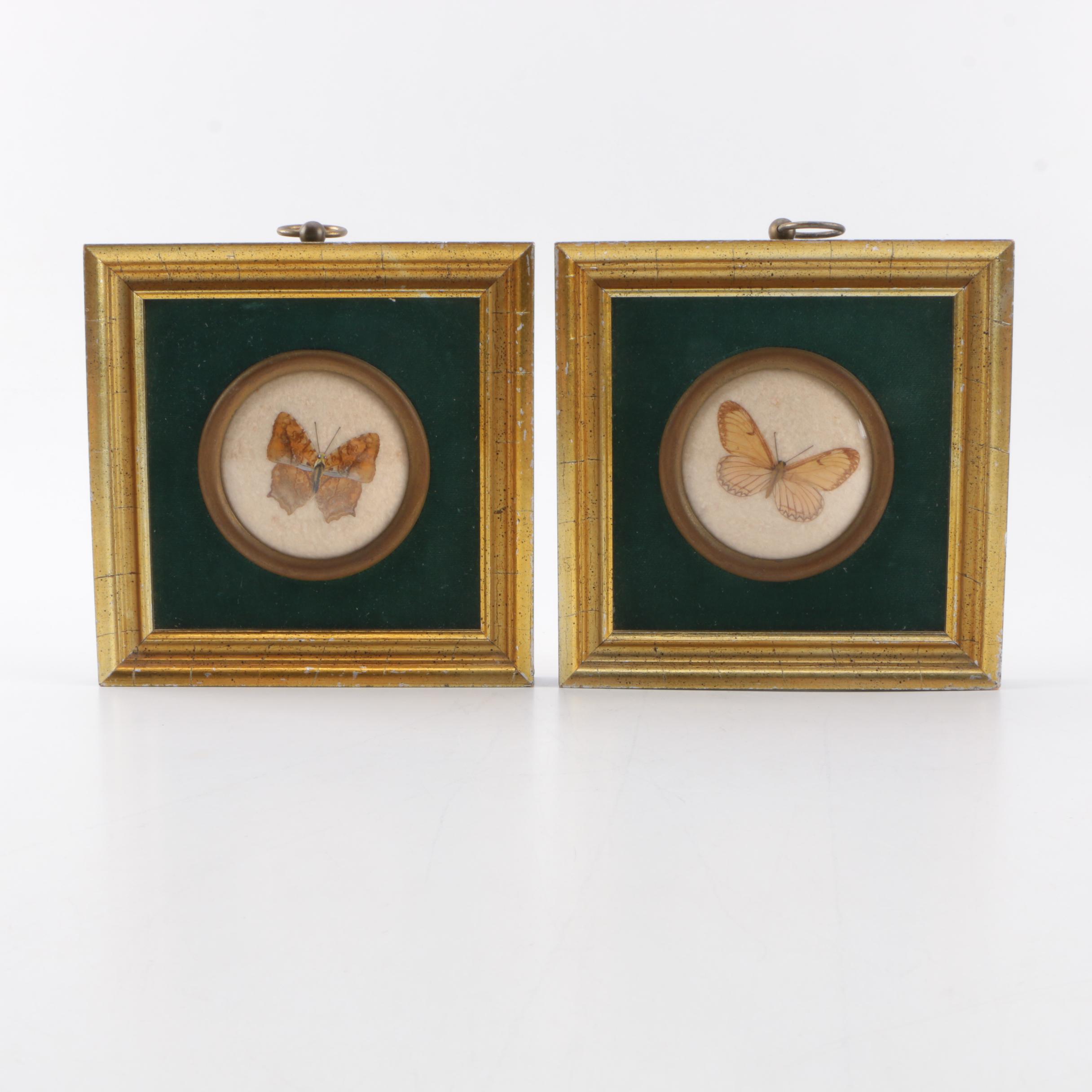 Vintage Framed Lepidoptera Specimens