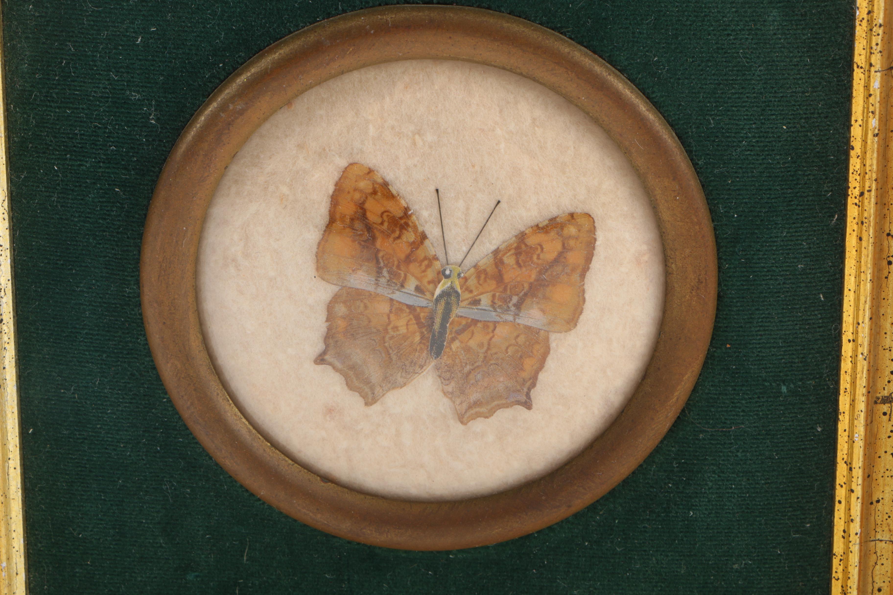 Vintage Framed Lepidoptera Specimens