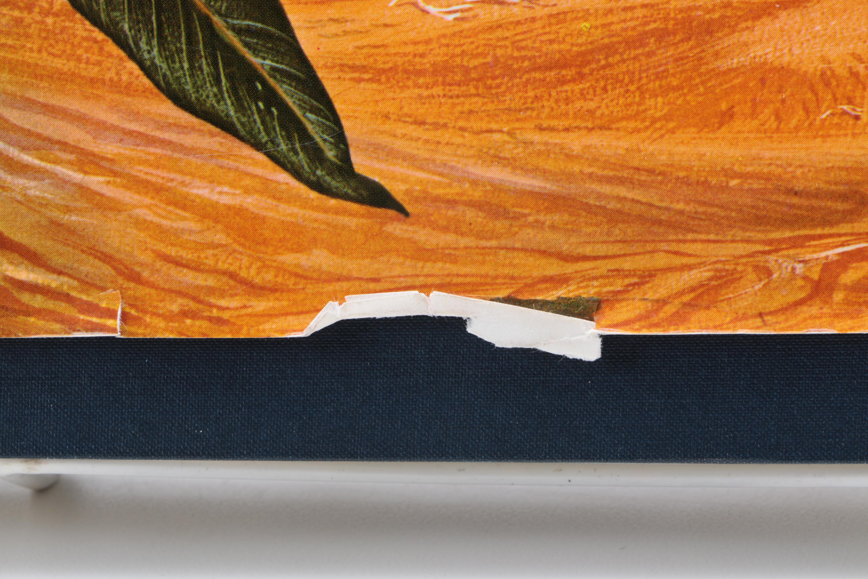 Collection of Books on Birds Including John James Audubon