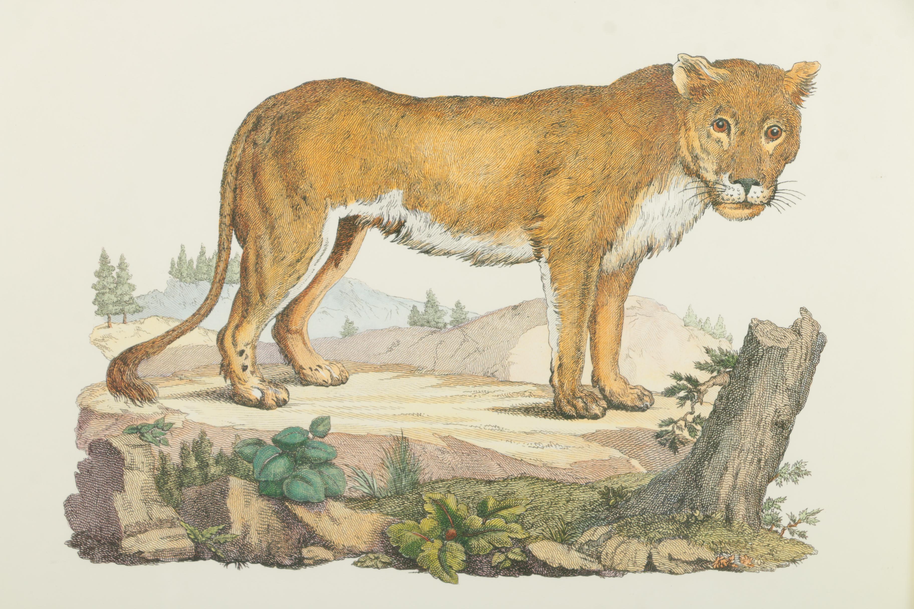 Offset Lithograph after "Leonessa" on Paper