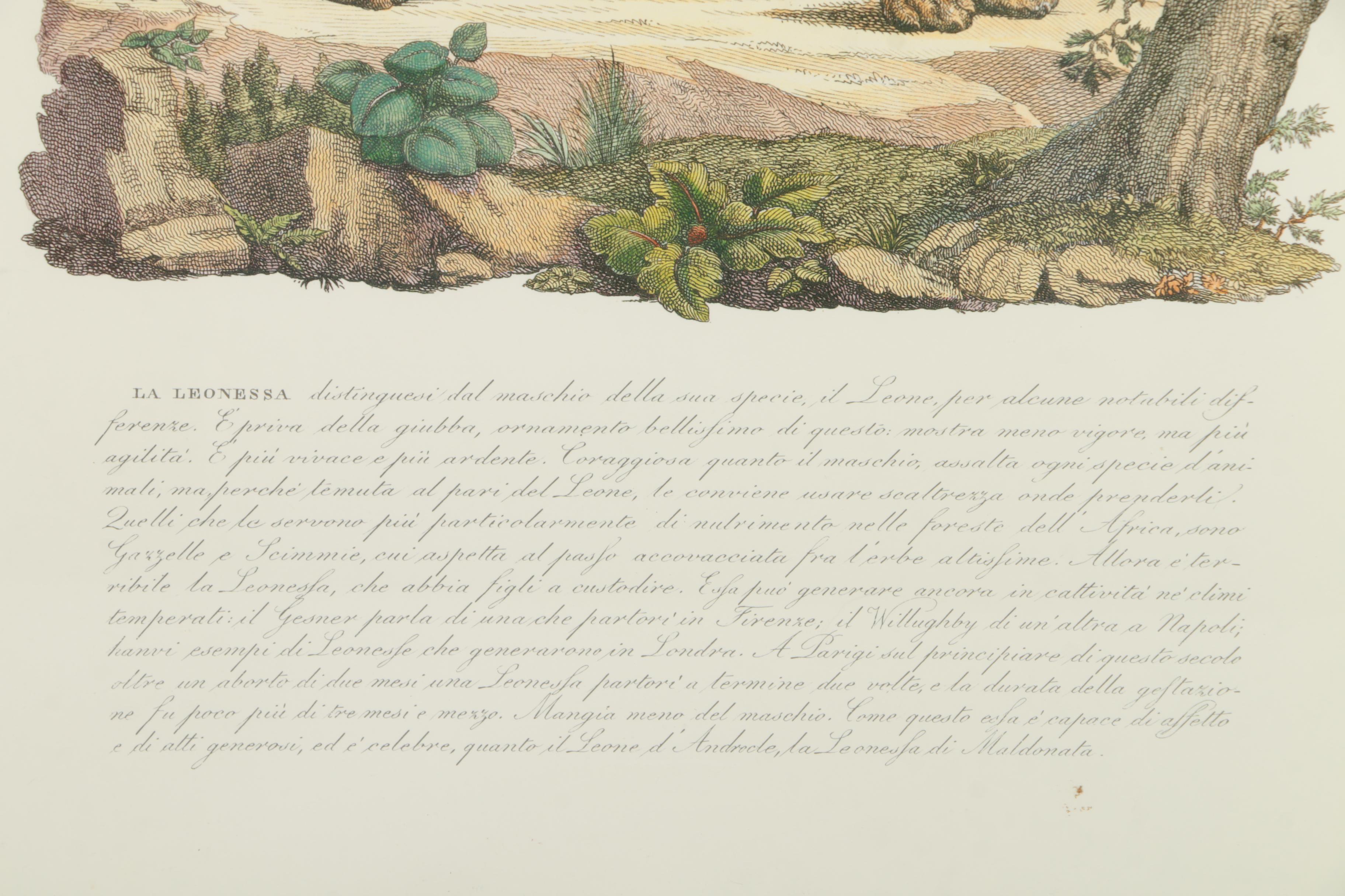 Offset Lithograph after "Leonessa" on Paper