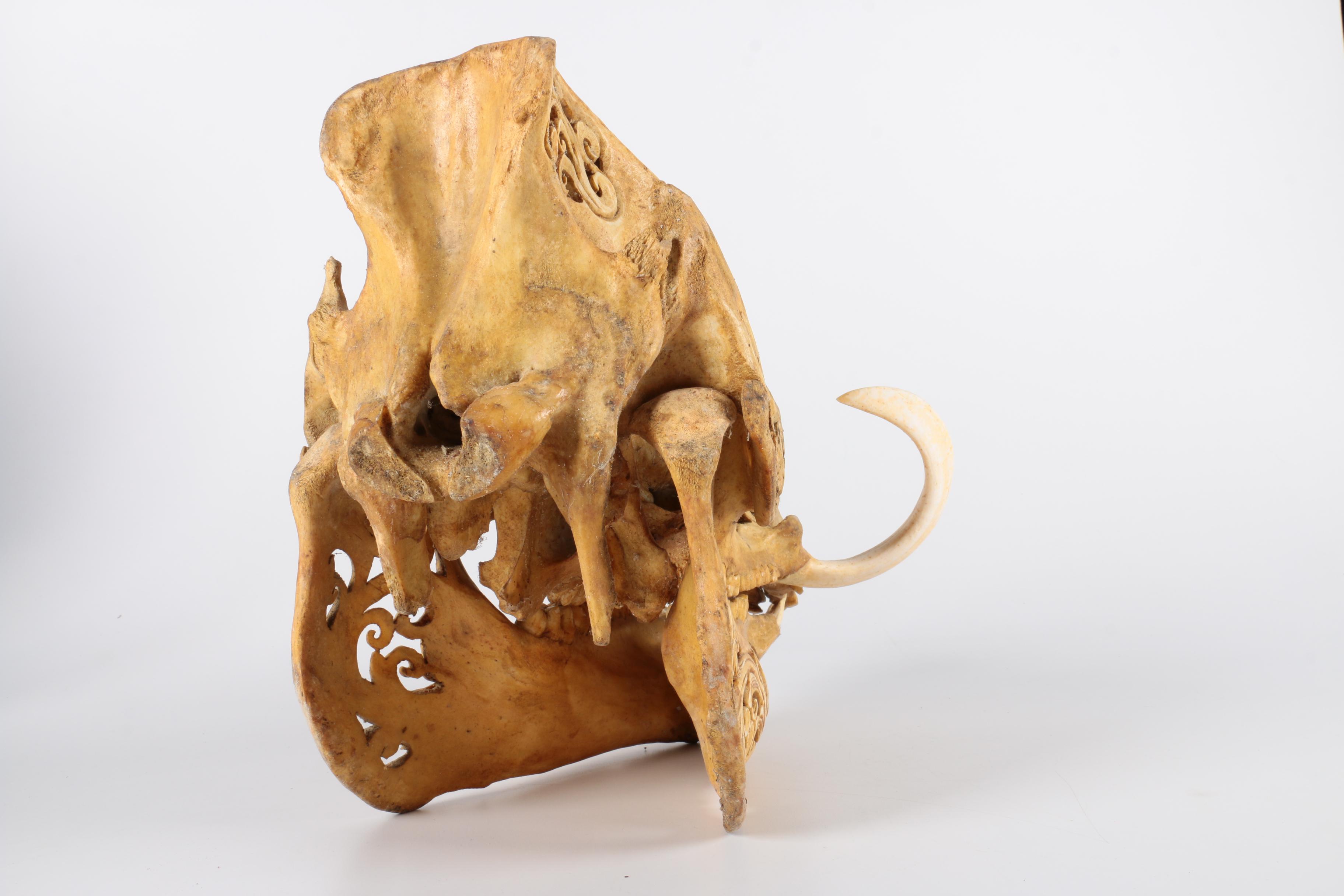 Carved Hog Skull
