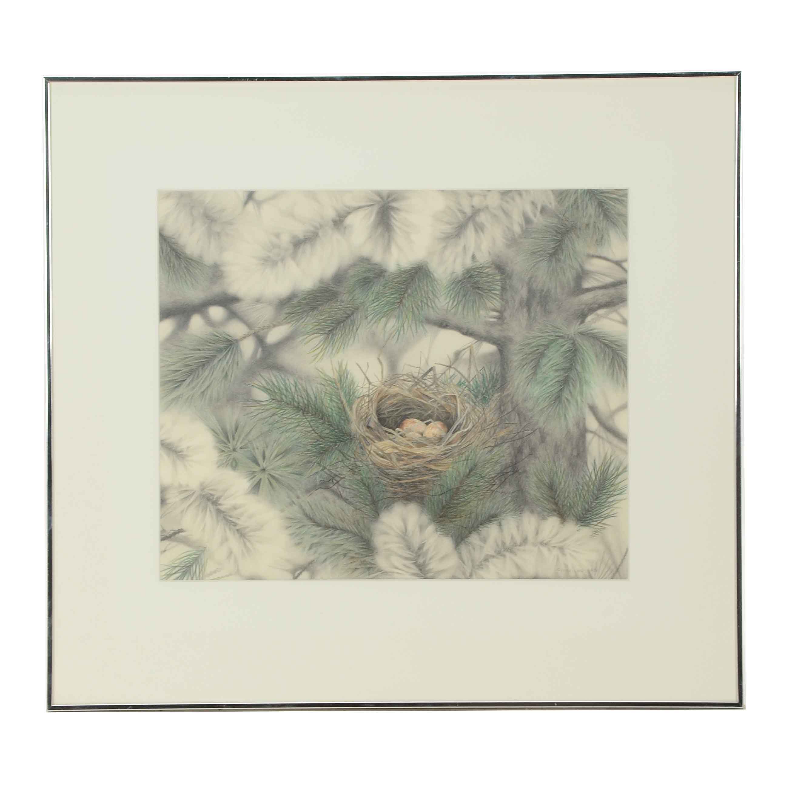 Marilyn Arn Oringinal Pencil Drawing of Bird's Nest in Fir Tree