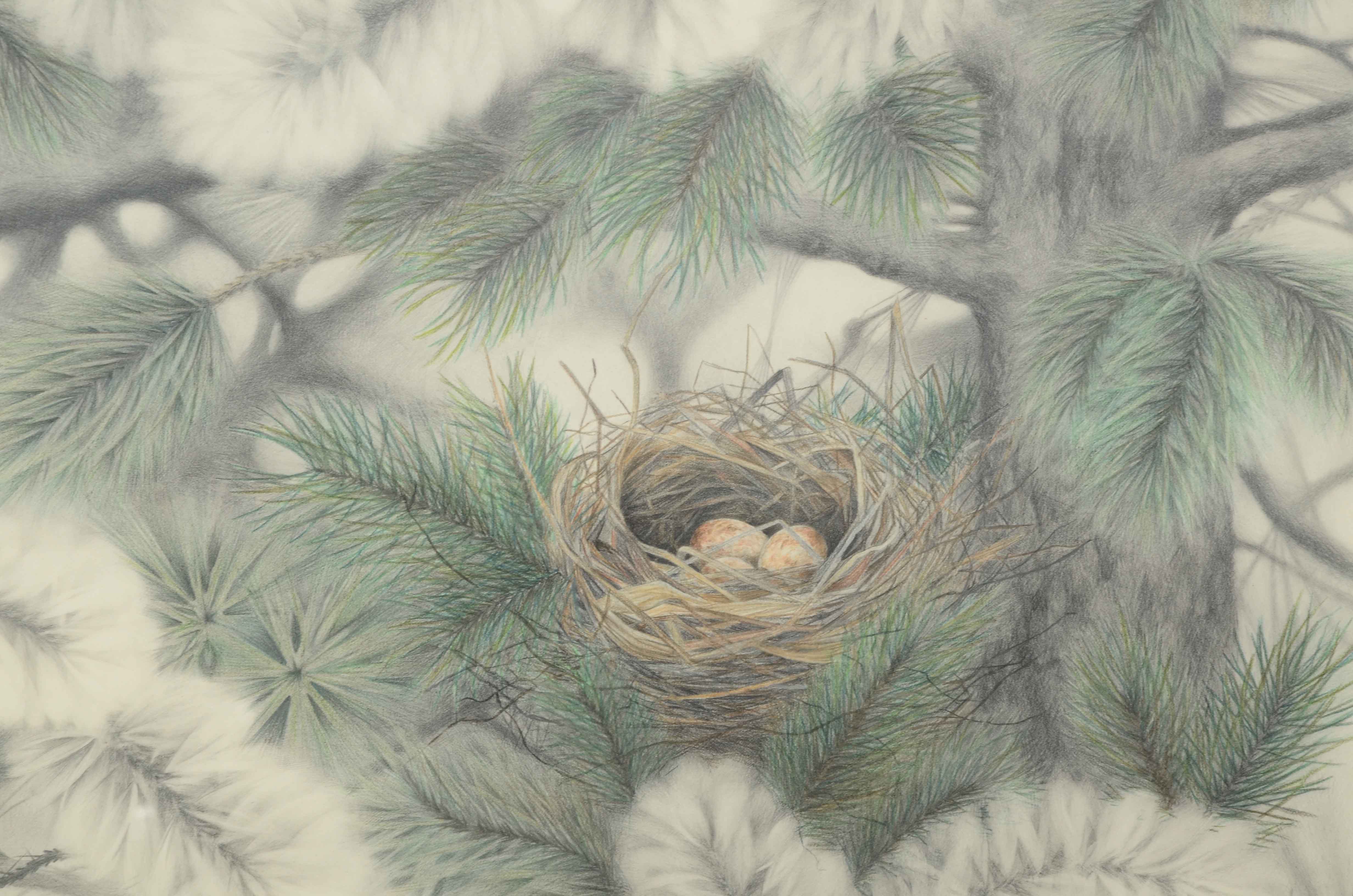 Marilyn Arn Oringinal Pencil Drawing of Bird's Nest in Fir Tree