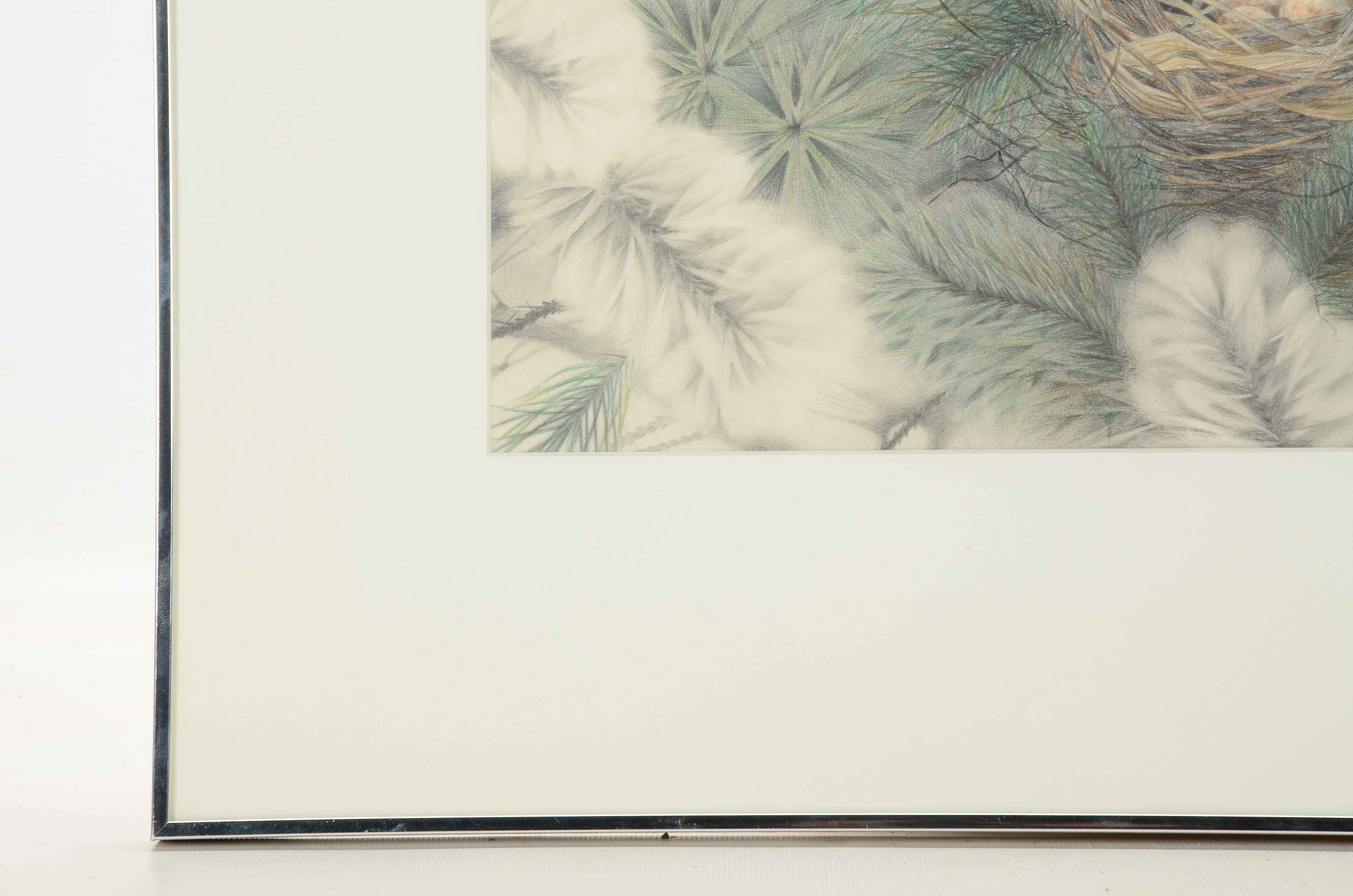 Marilyn Arn Oringinal Pencil Drawing of Bird's Nest in Fir Tree