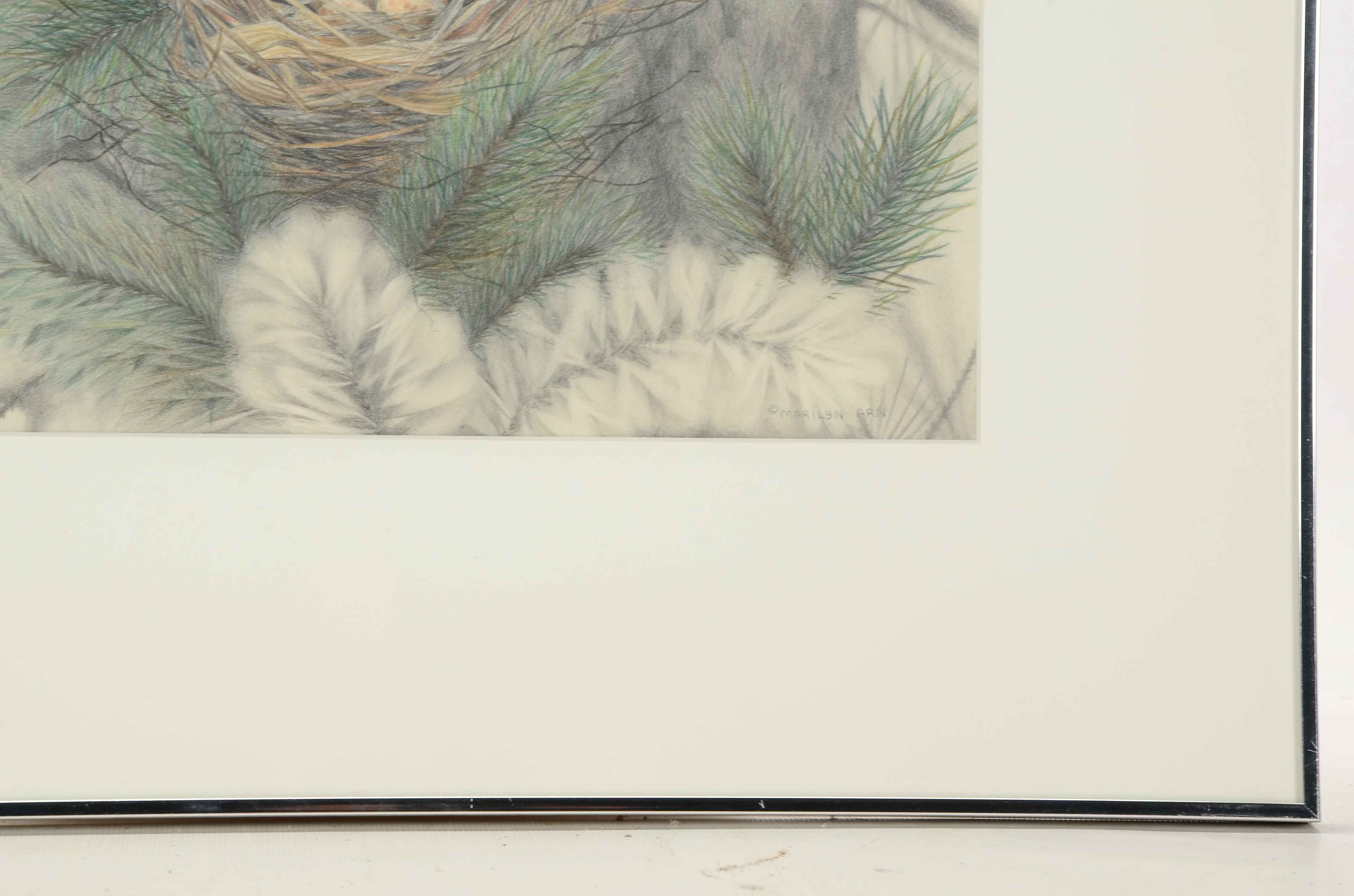 Marilyn Arn Oringinal Pencil Drawing of Bird's Nest in Fir Tree