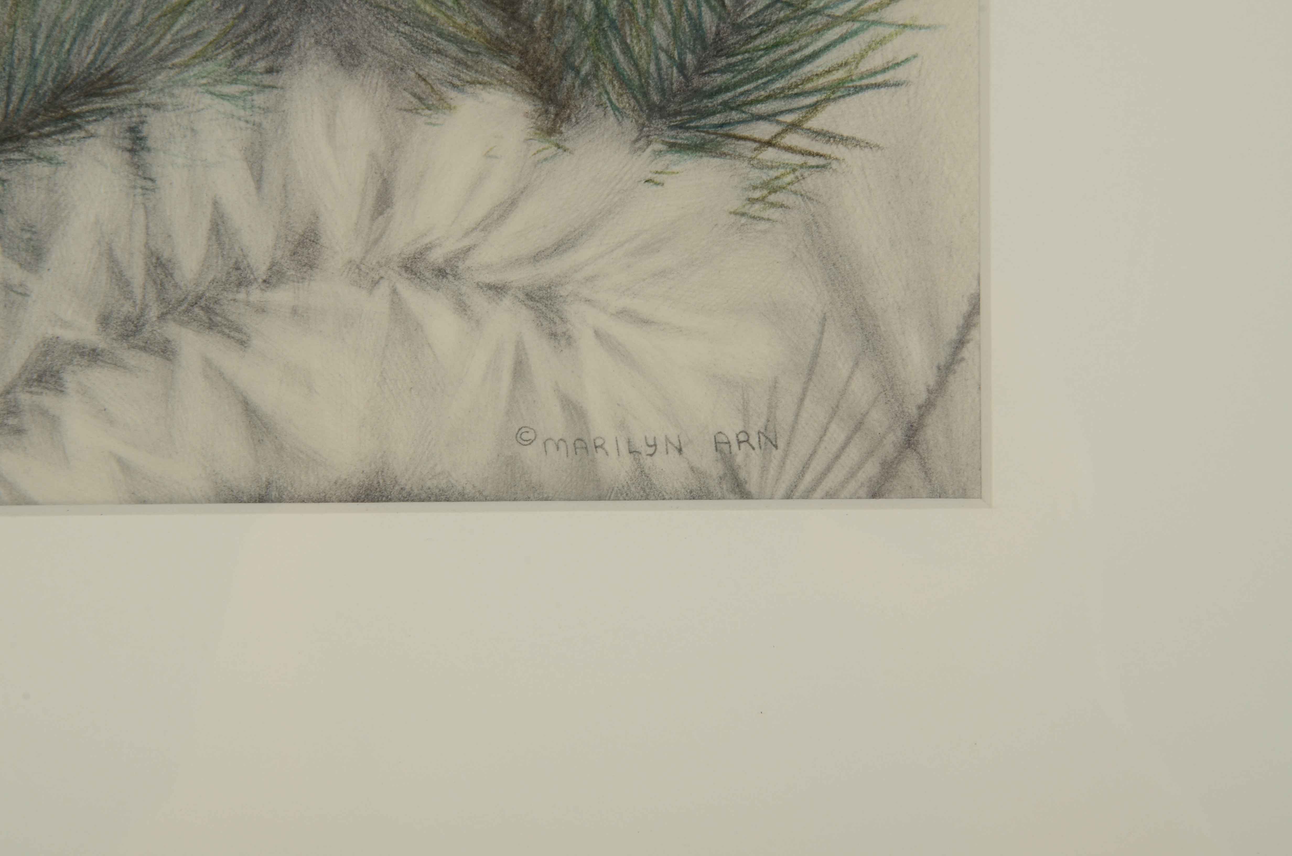 Marilyn Arn Oringinal Pencil Drawing of Bird's Nest in Fir Tree