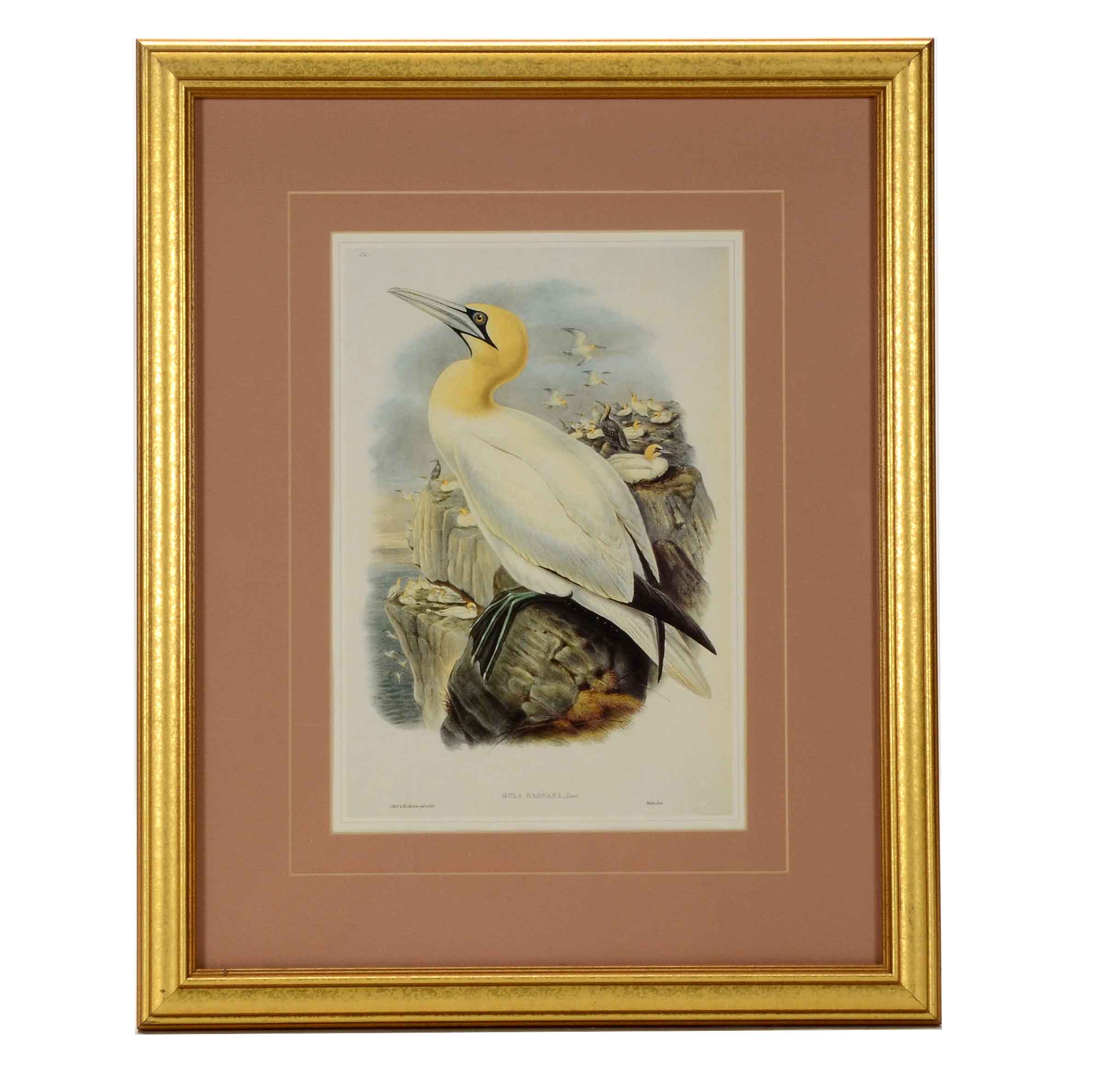 Alexander Wilson Offset Lithograph after "Sula Bassana" Gannet Illustration