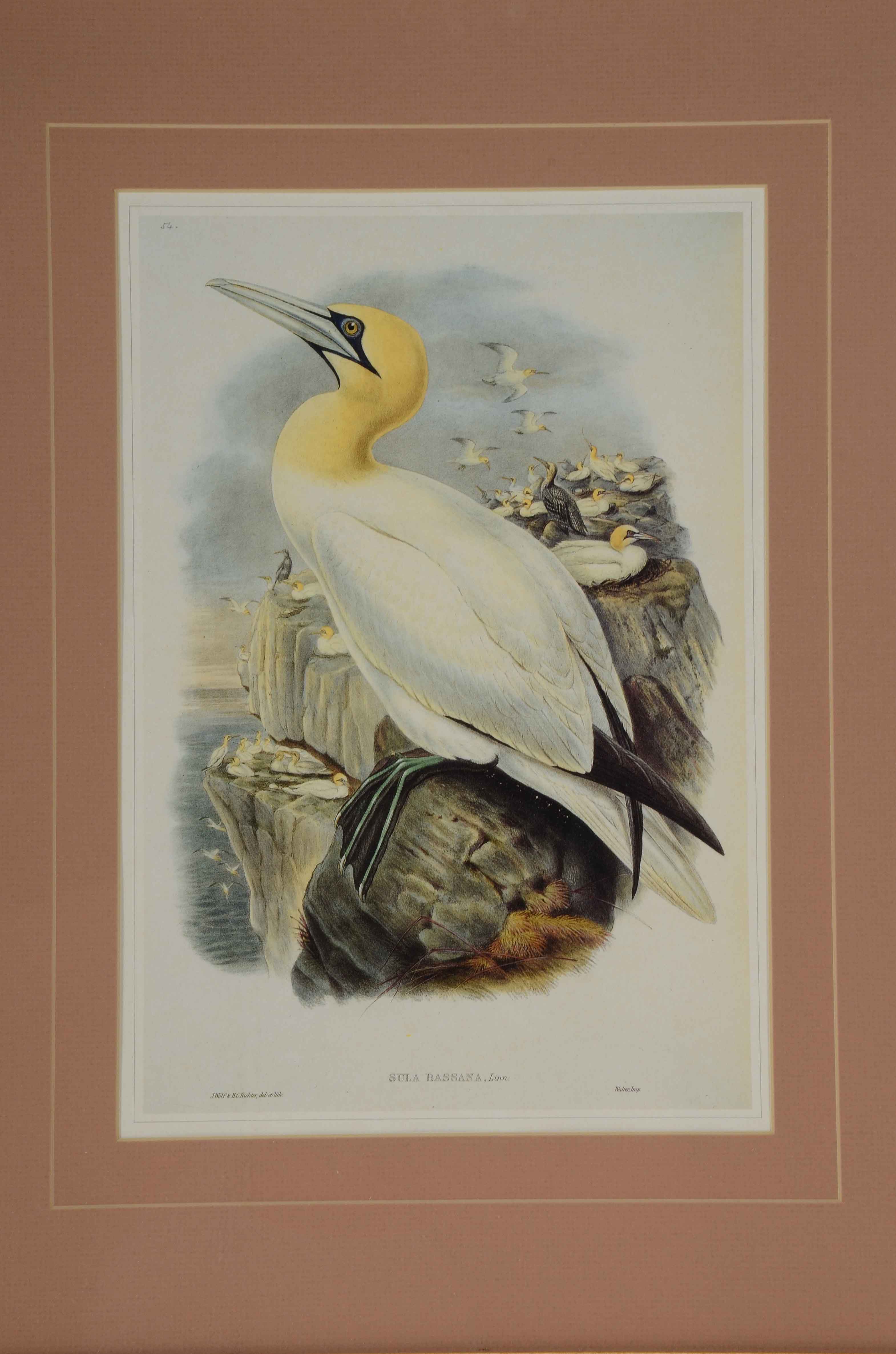 Alexander Wilson Offset Lithograph after "Sula Bassana" Gannet Illustration