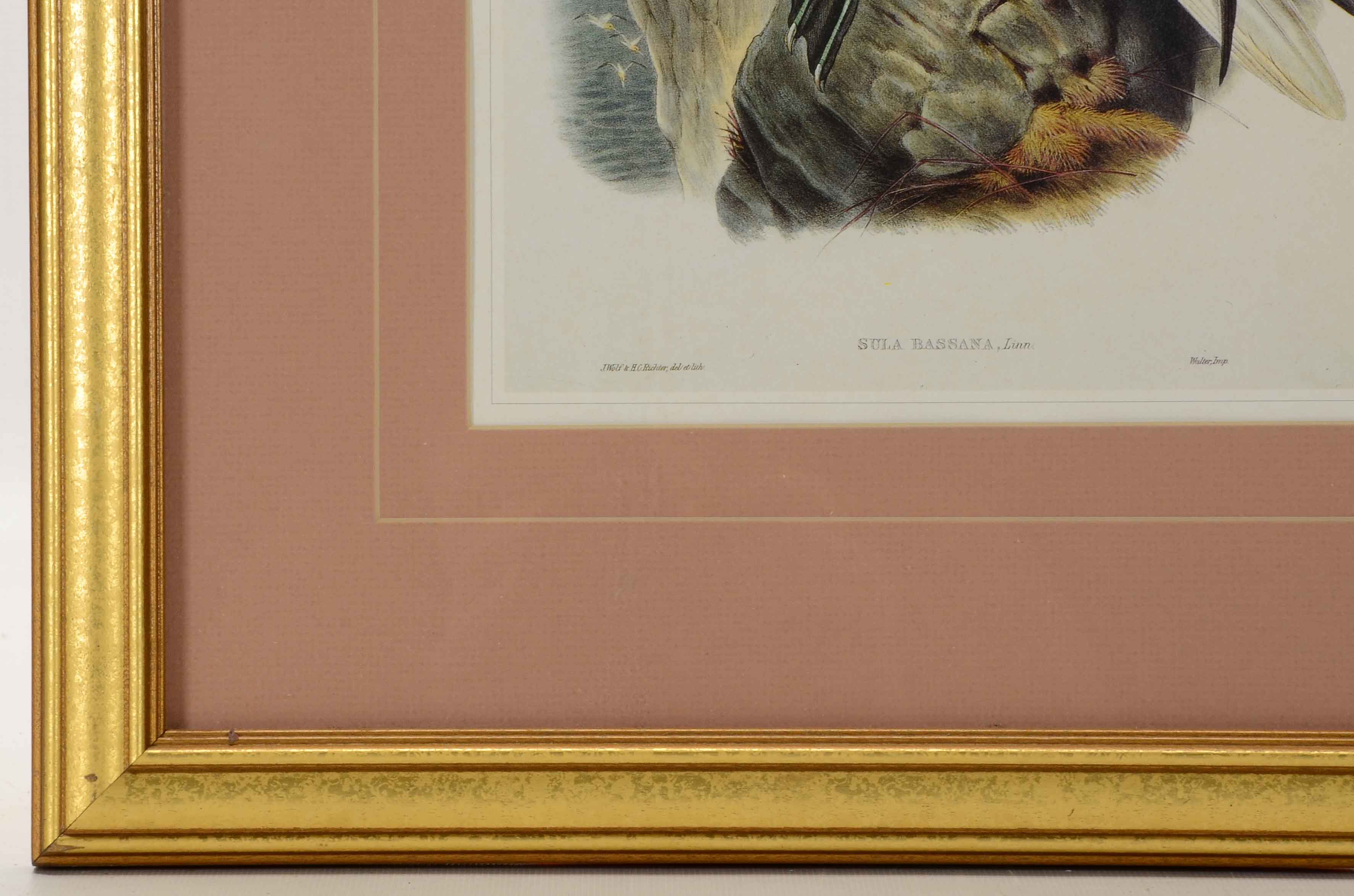 Alexander Wilson Offset Lithograph after "Sula Bassana" Gannet Illustration