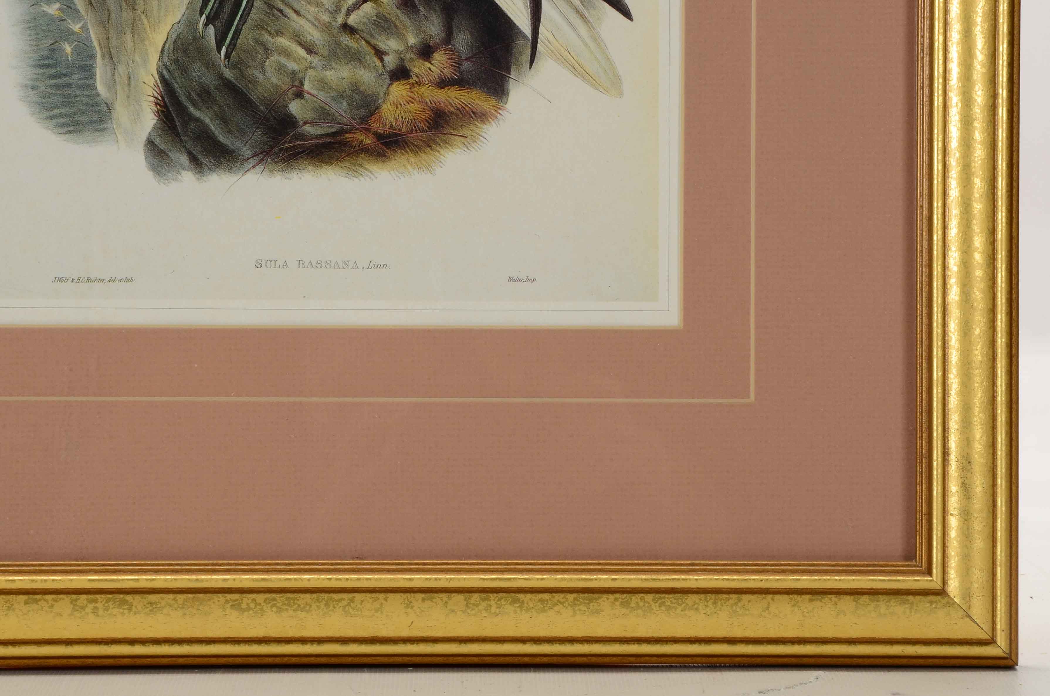 Alexander Wilson Offset Lithograph after "Sula Bassana" Gannet Illustration