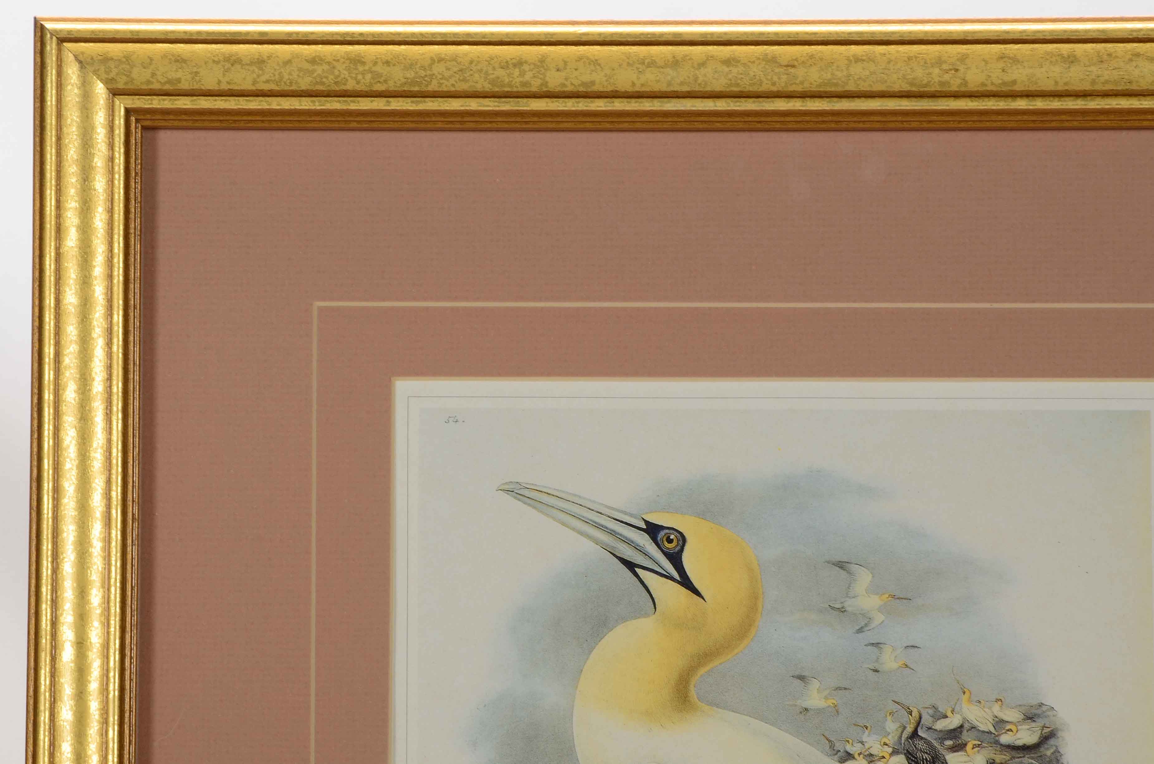 Alexander Wilson Offset Lithograph after "Sula Bassana" Gannet Illustration