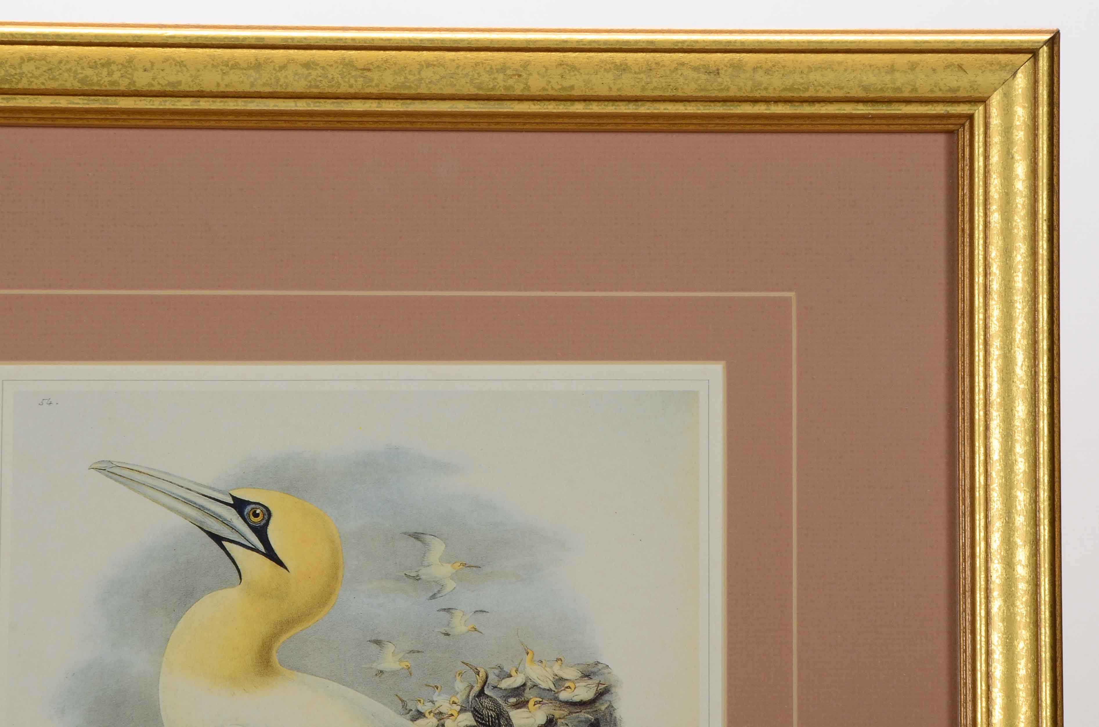 Alexander Wilson Offset Lithograph after "Sula Bassana" Gannet Illustration