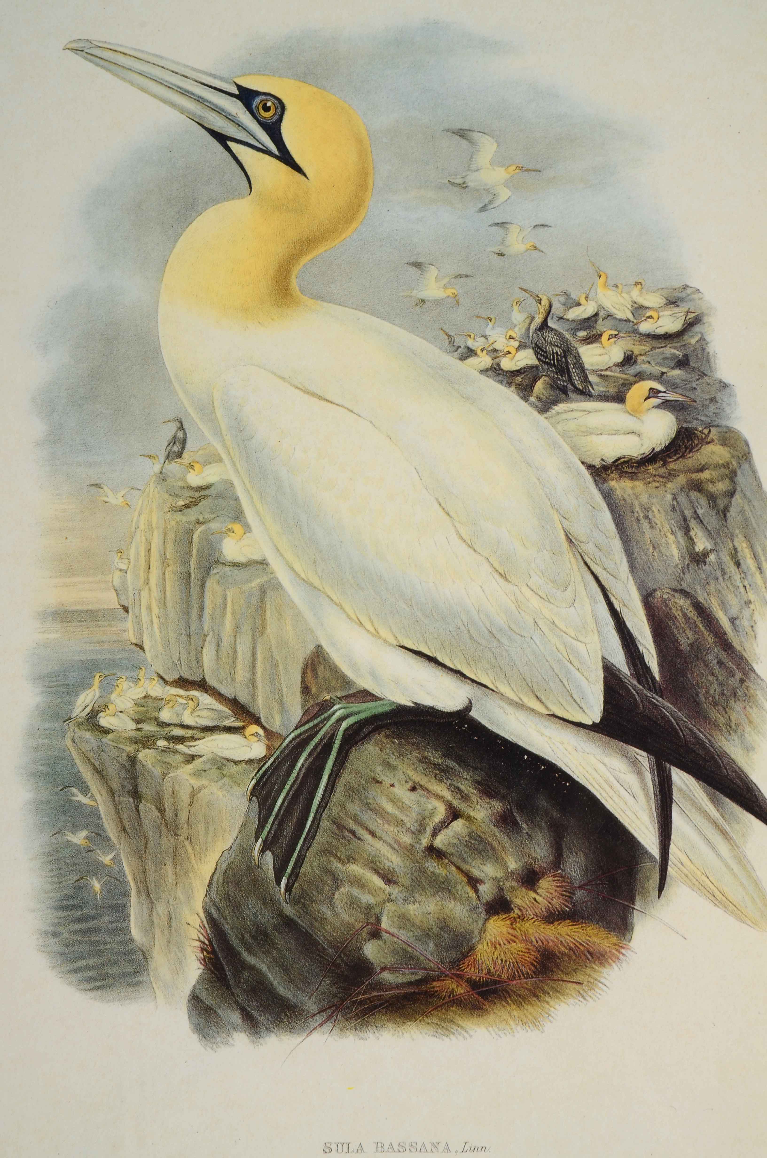 Alexander Wilson Offset Lithograph after "Sula Bassana" Gannet Illustration