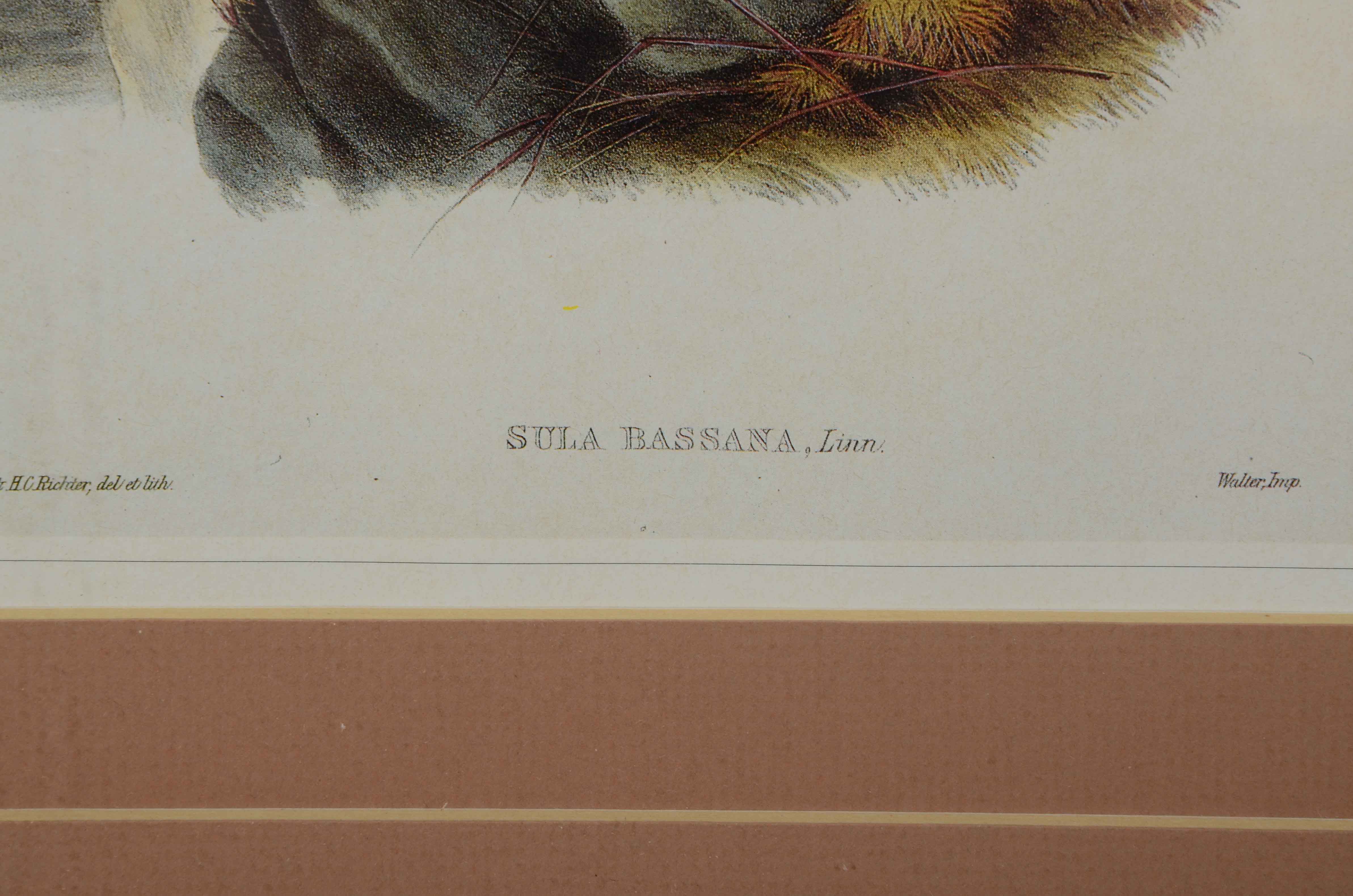 Alexander Wilson Offset Lithograph after "Sula Bassana" Gannet Illustration