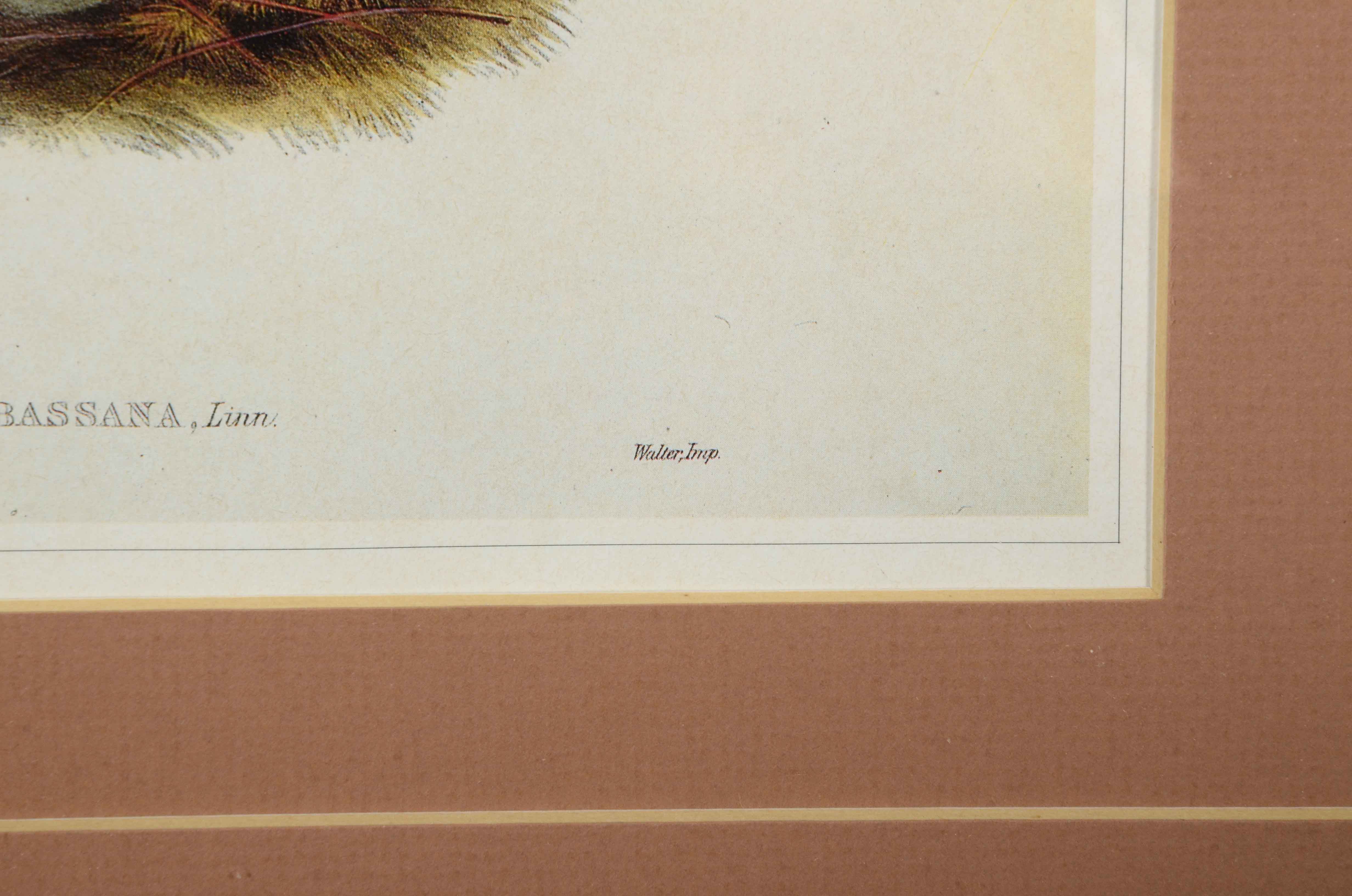 Alexander Wilson Offset Lithograph after "Sula Bassana" Gannet Illustration