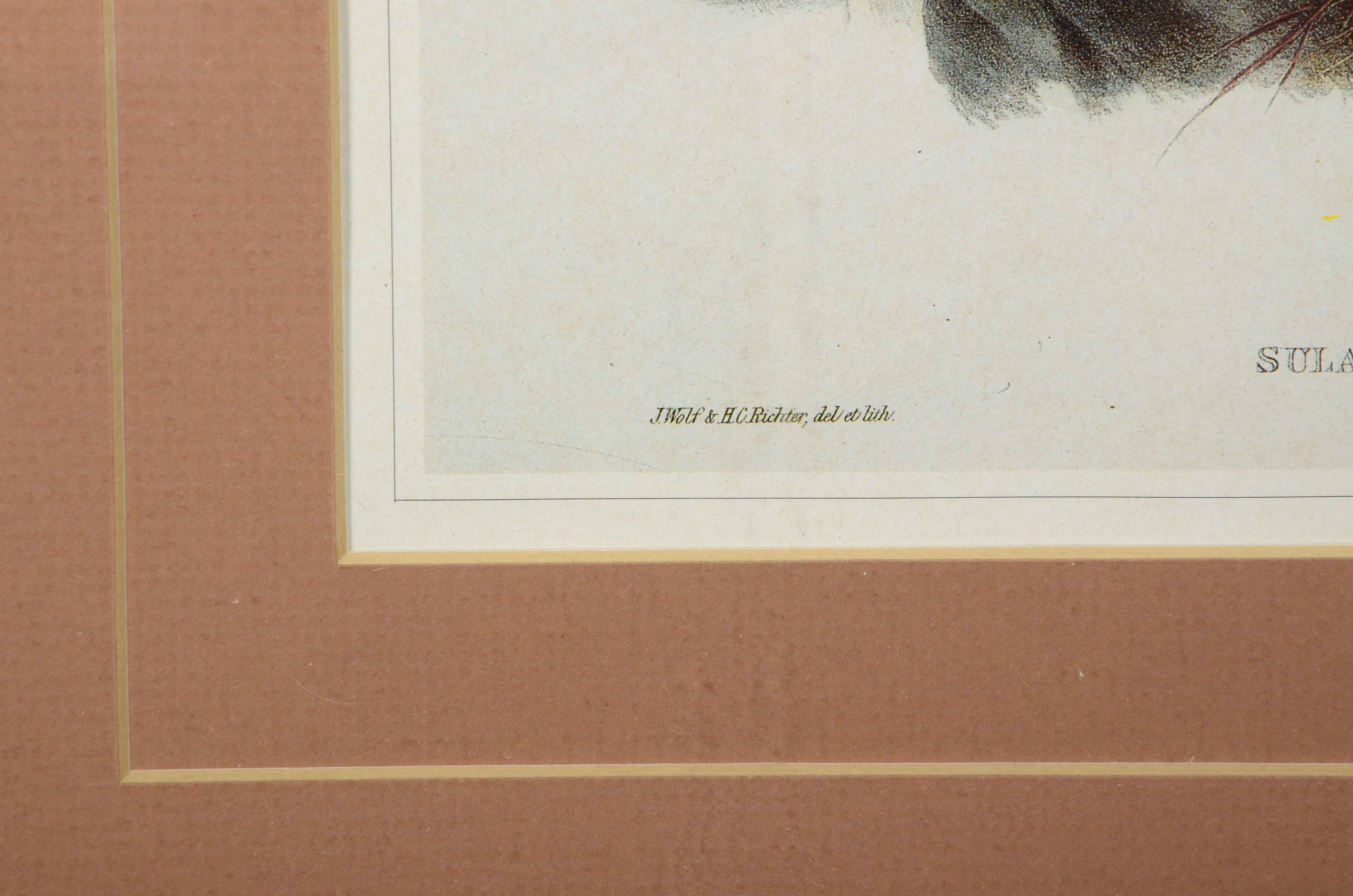 Alexander Wilson Offset Lithograph after "Sula Bassana" Gannet Illustration