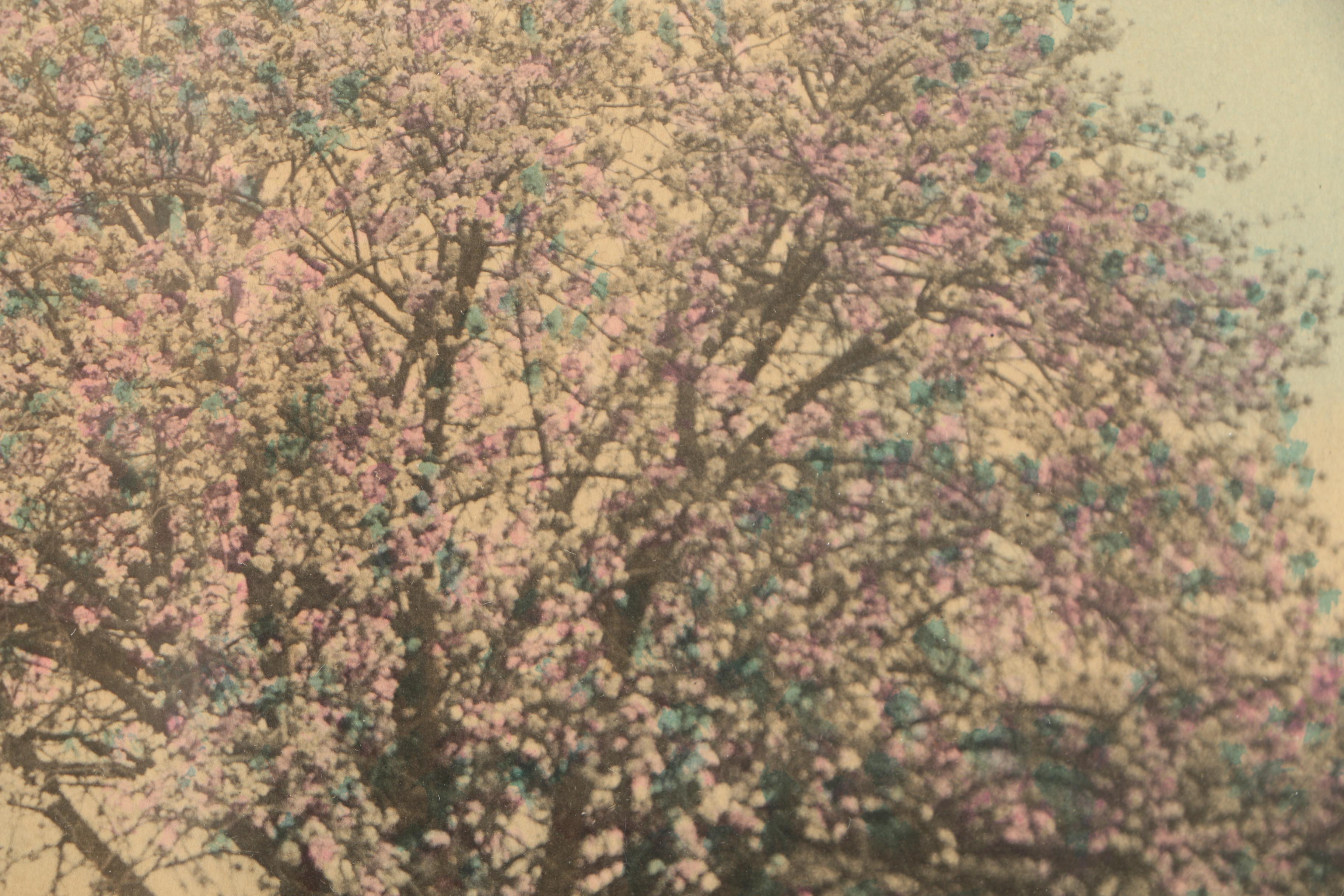 Wallace Nutting Hand-Colored Photograph "Under the Blossoms"