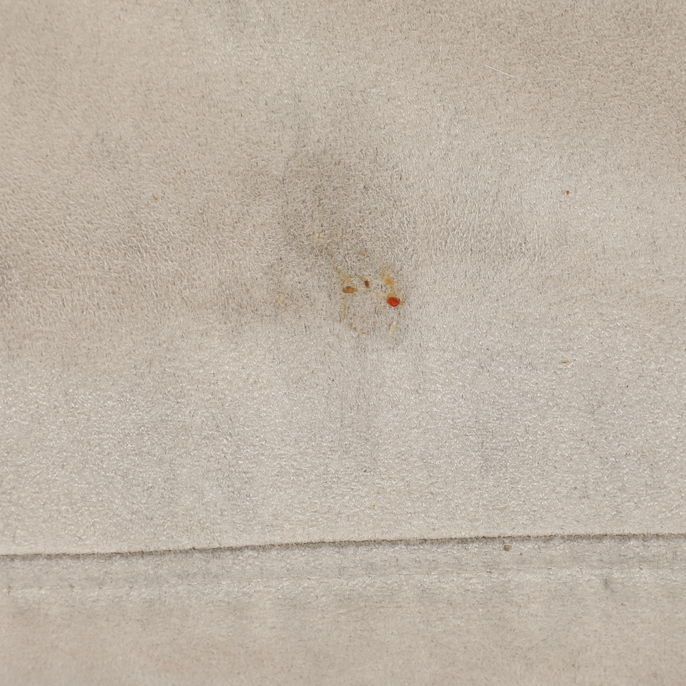 Set of Contemporary Dining Chairs